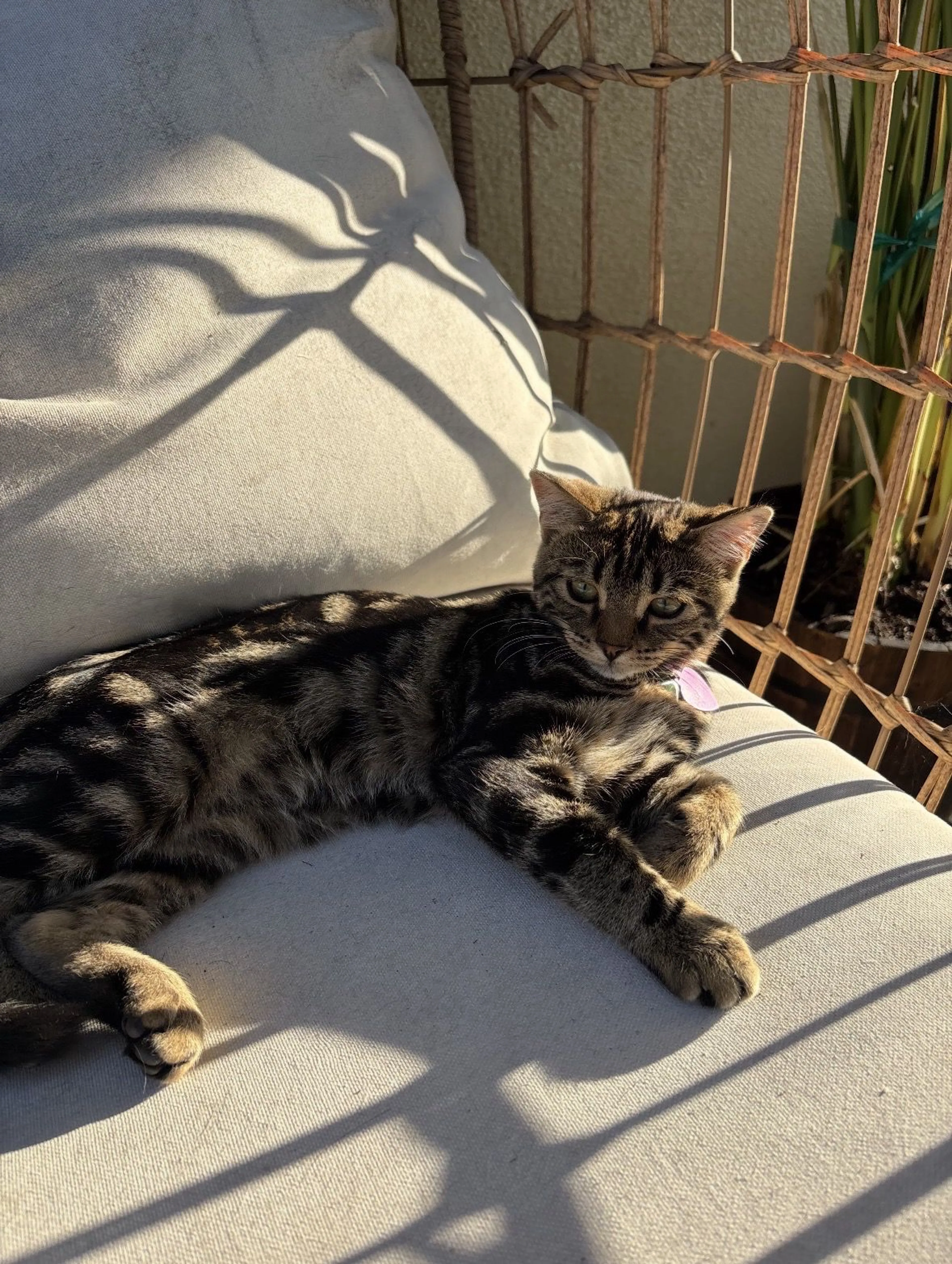 Lost pet
