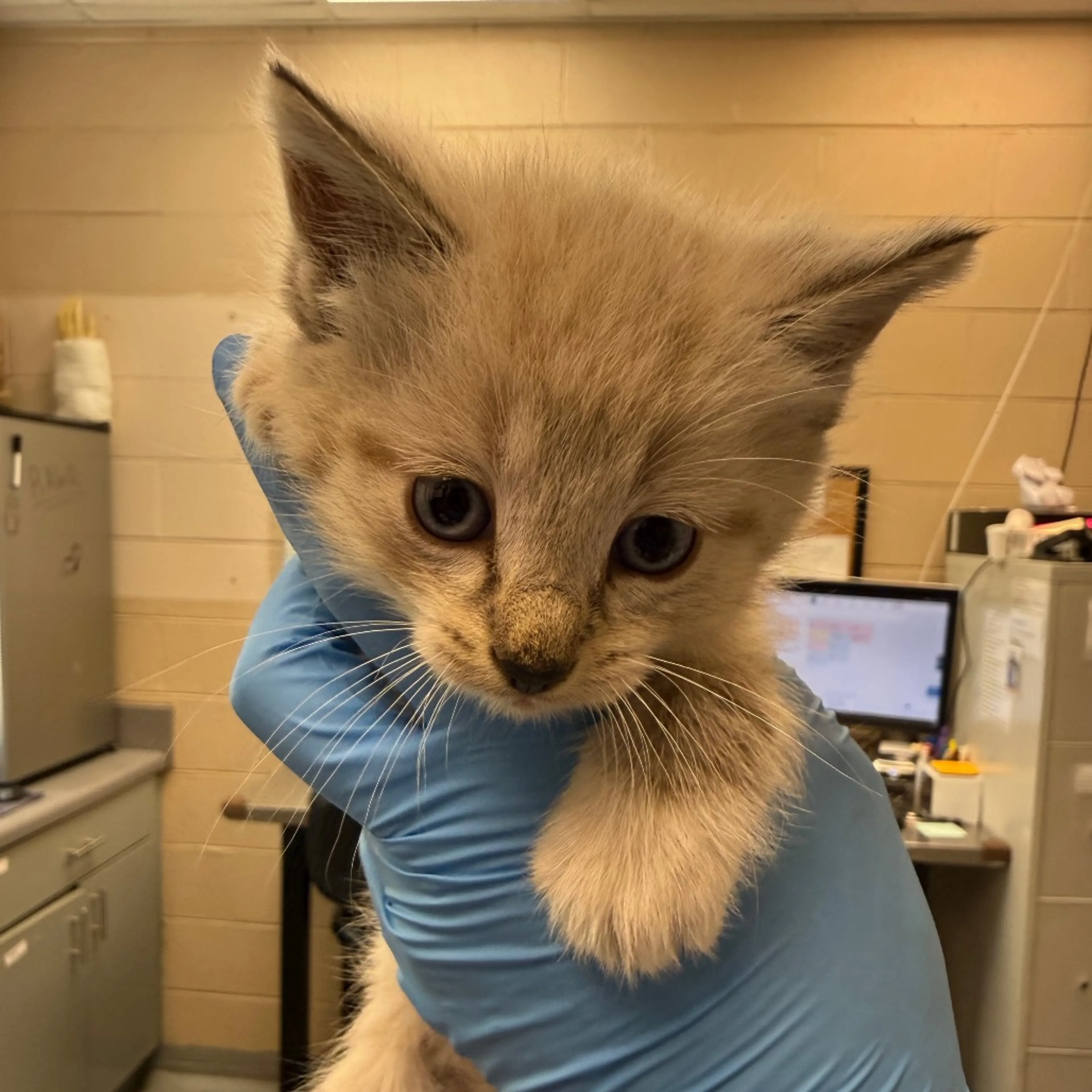 Found pet