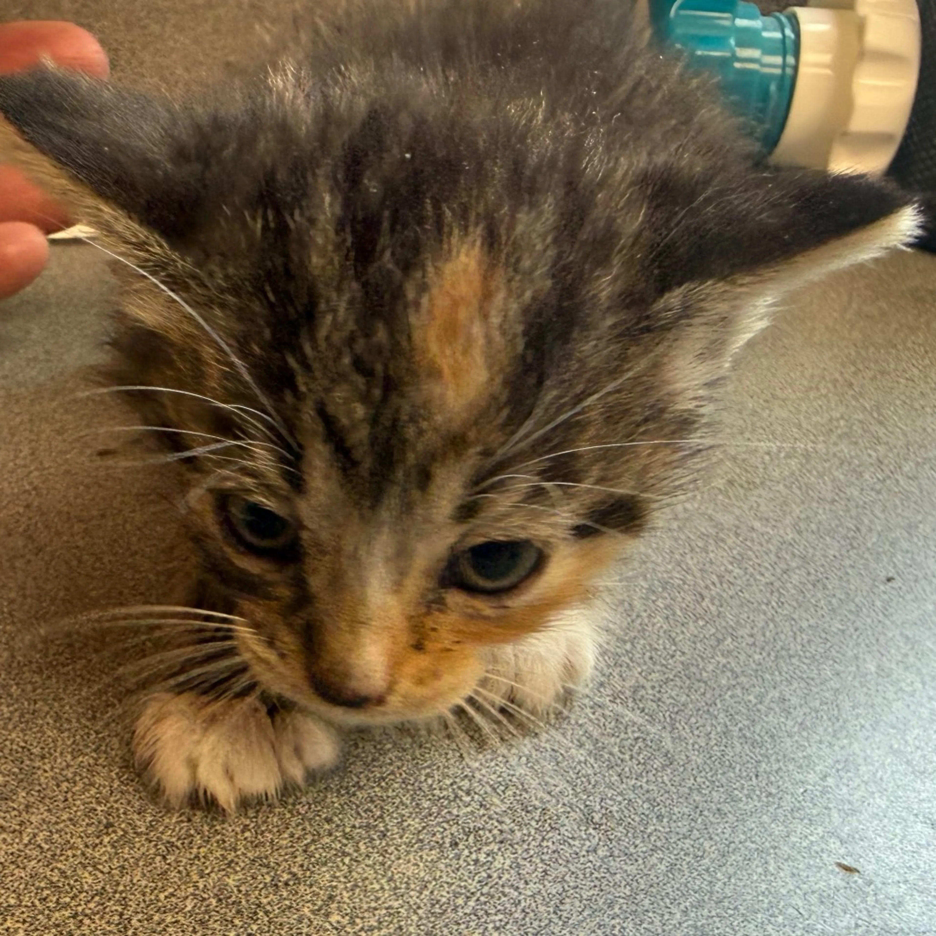 Found pet
