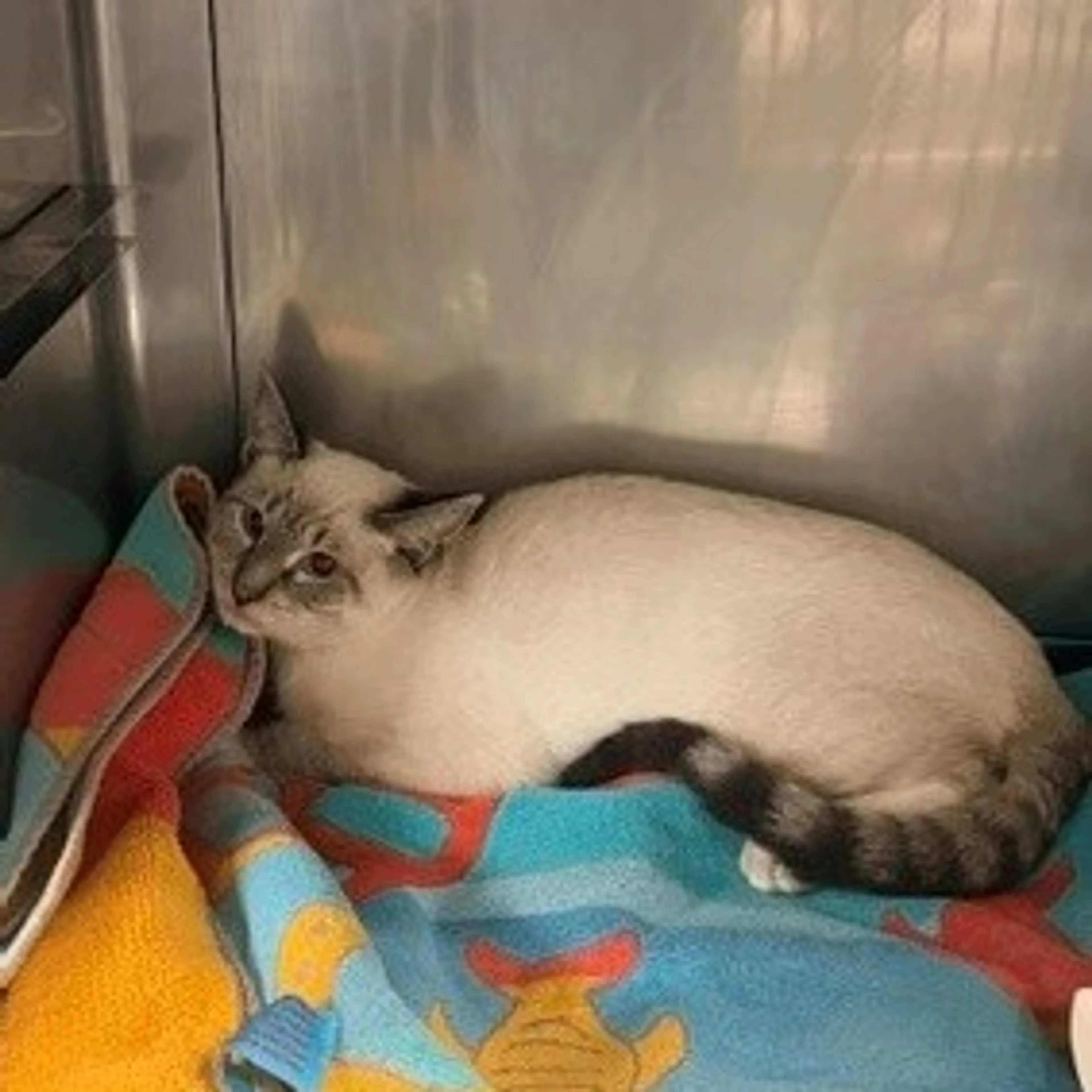 Found pet