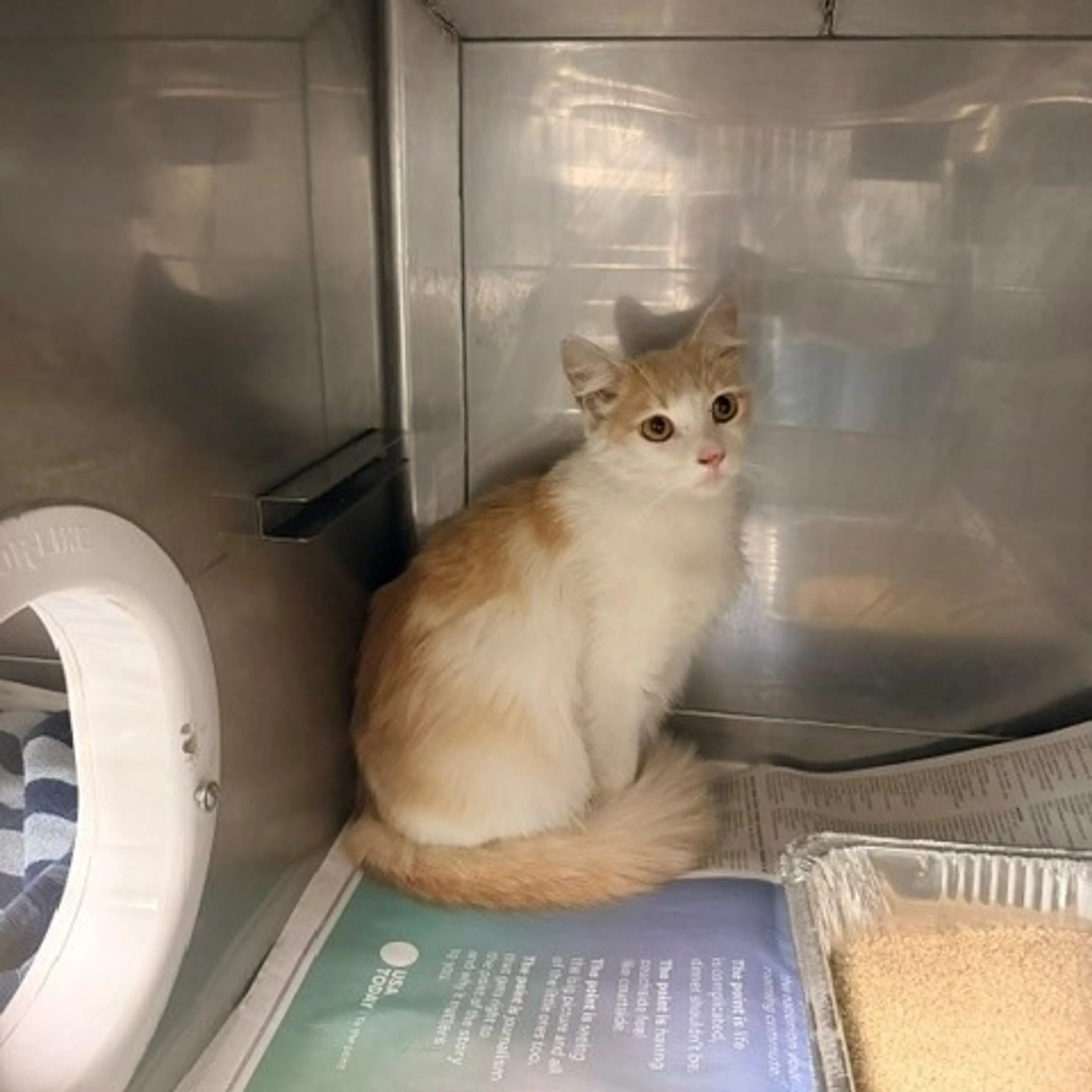 Found pet