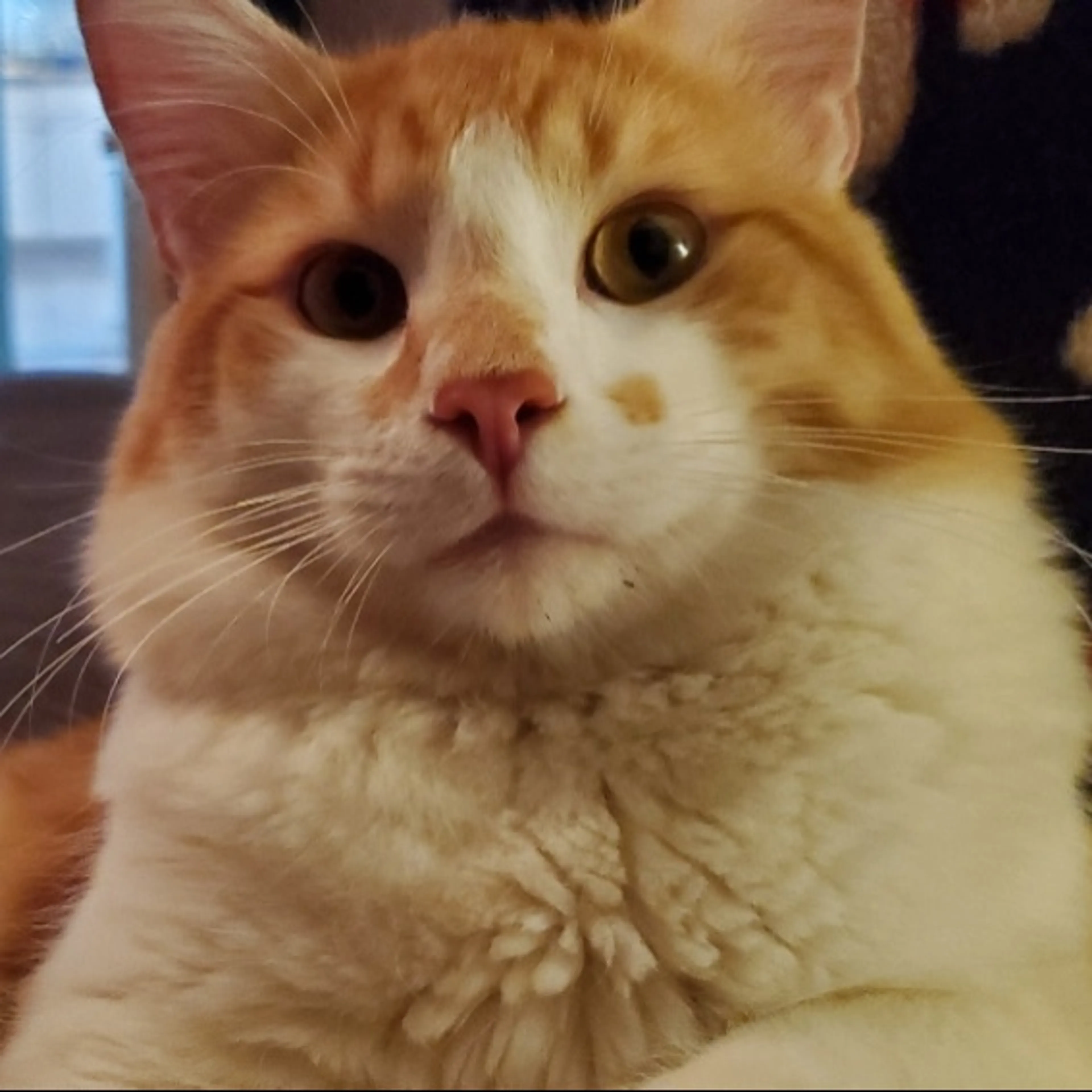 Lost pet