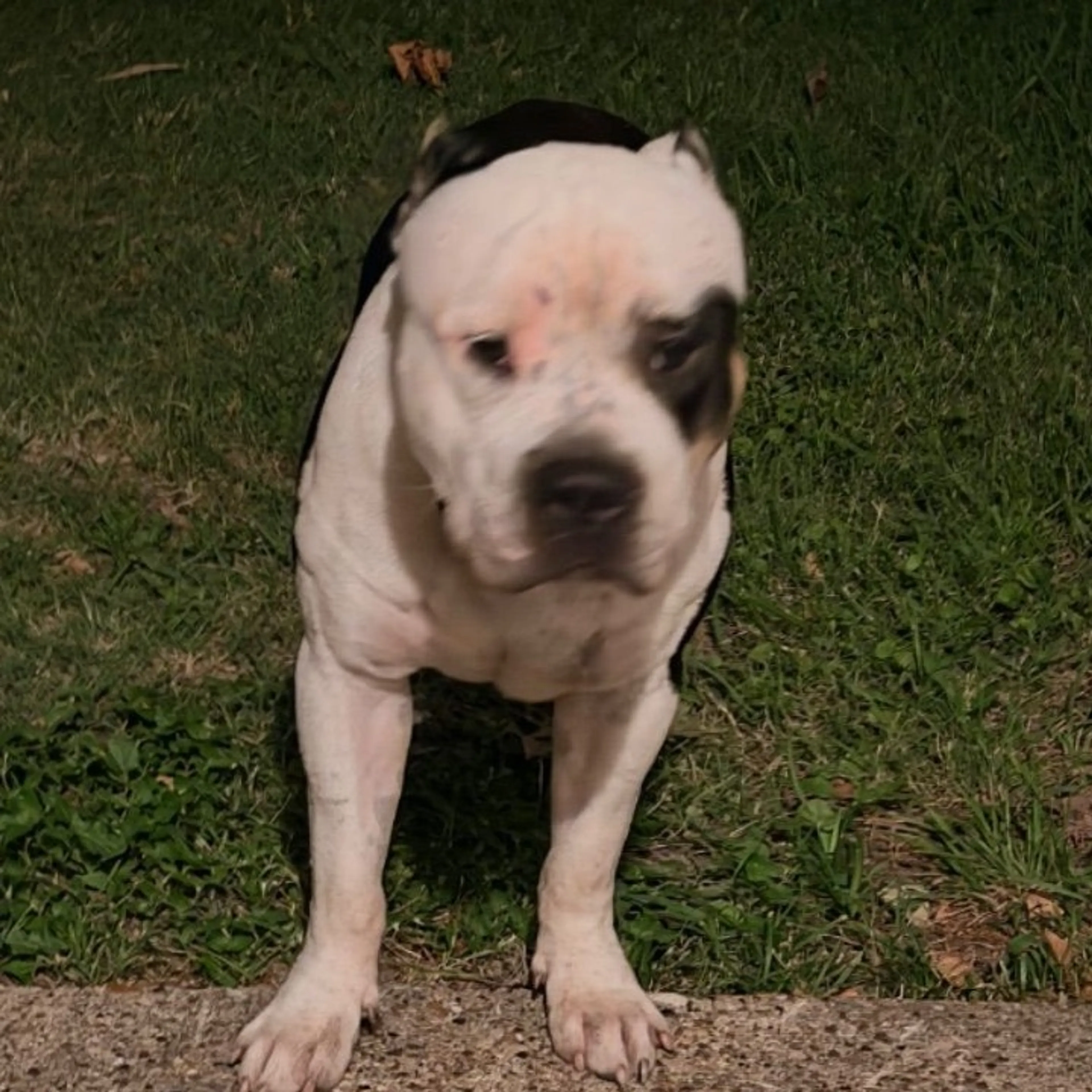 Found pet