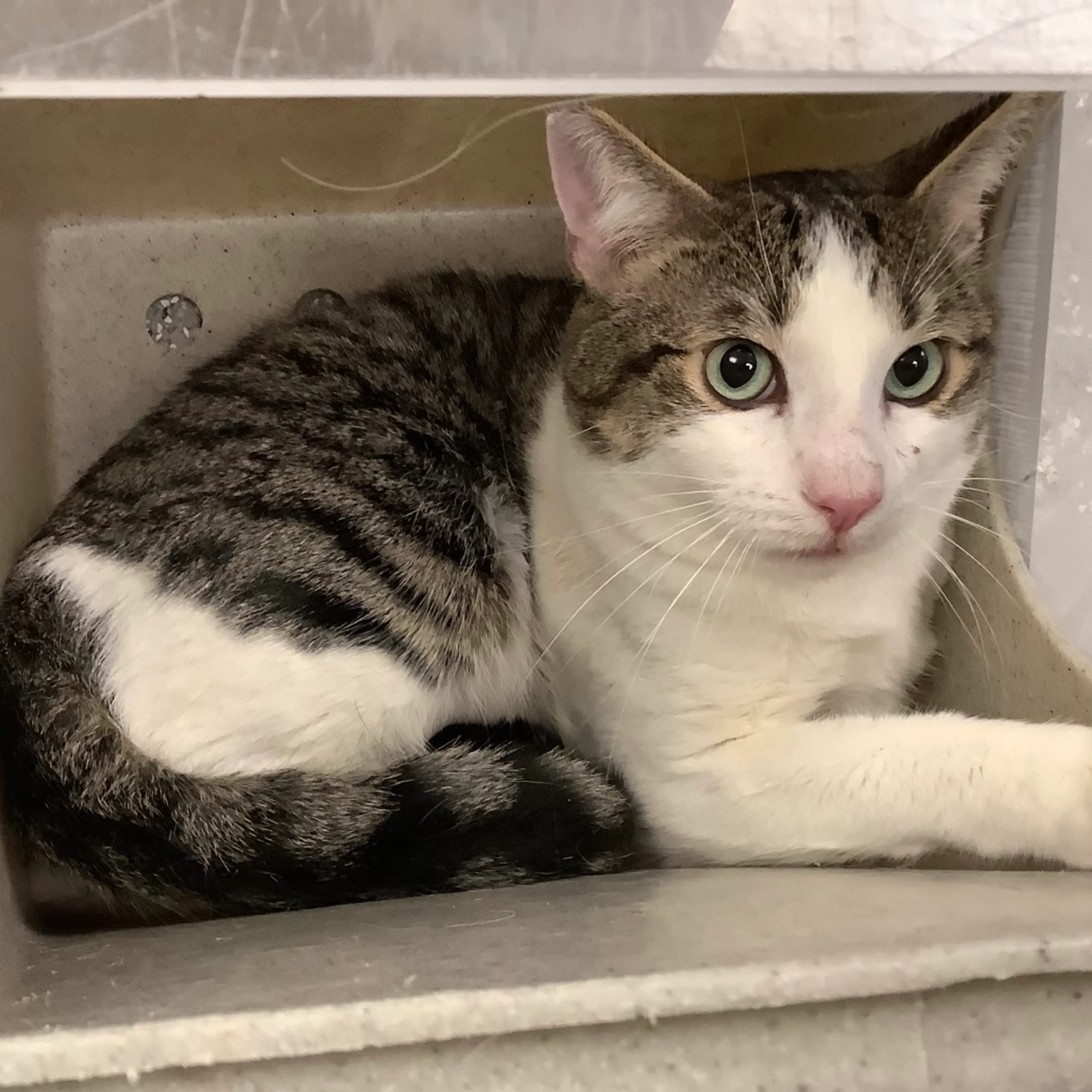 Found pet
