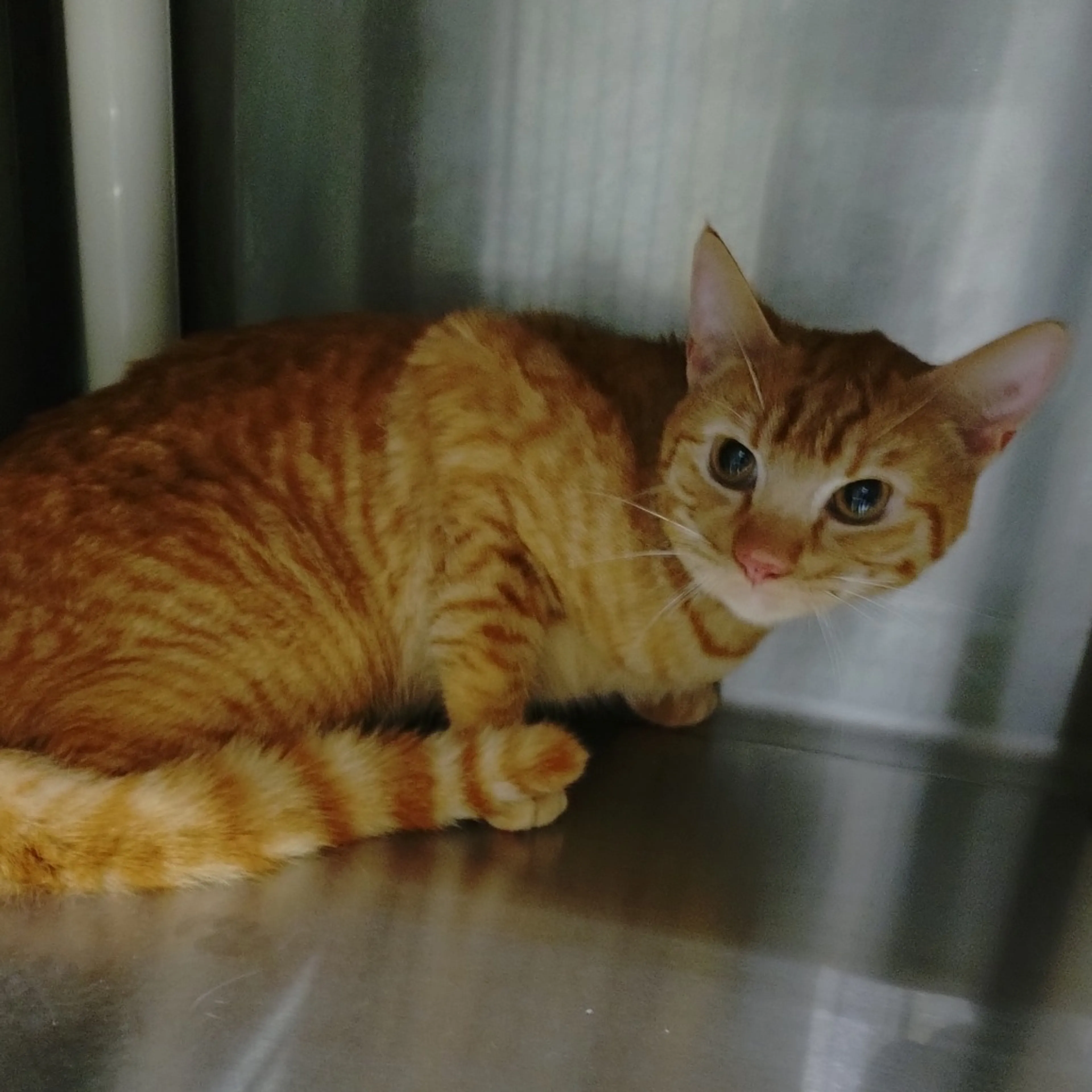 Found pet