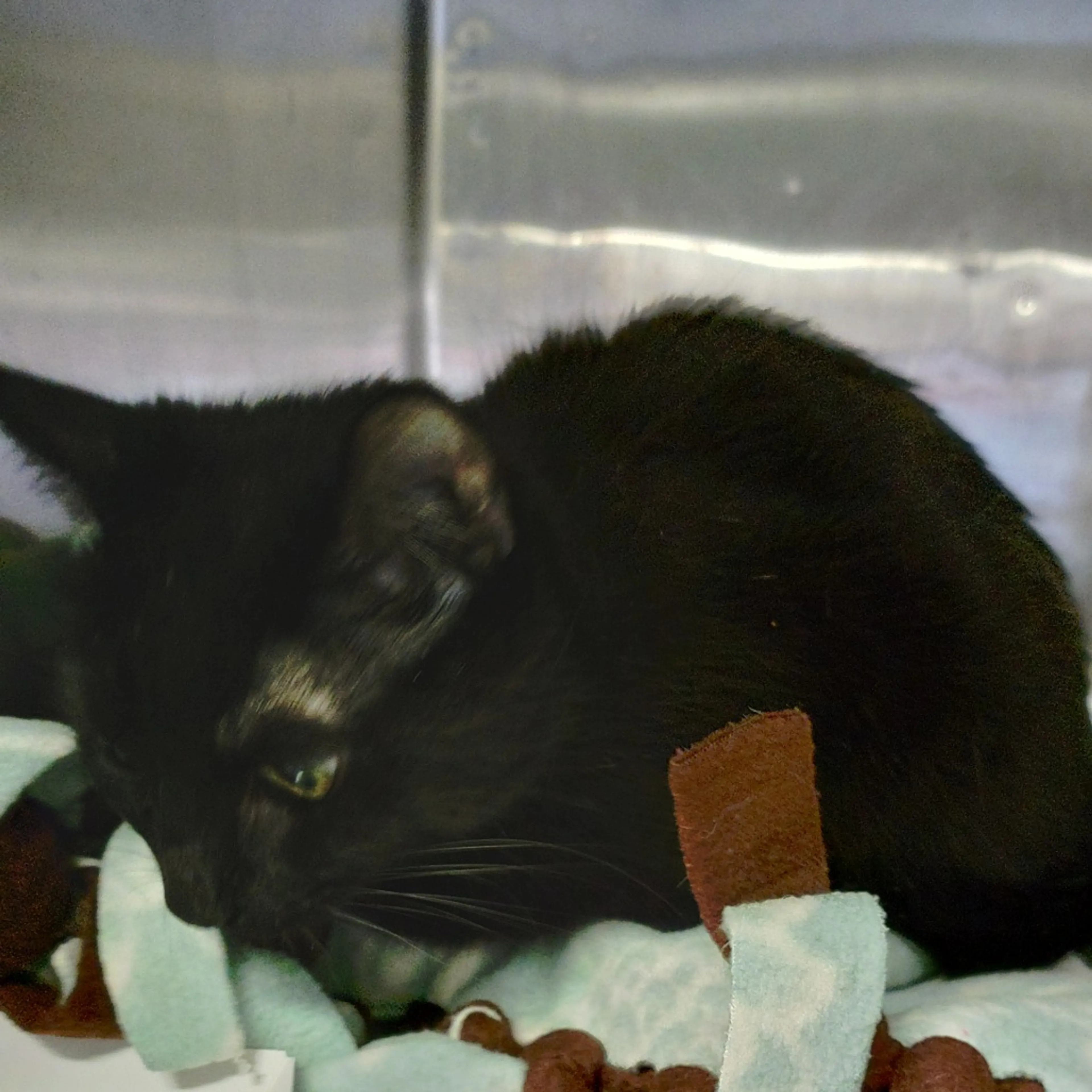 Found pet-1