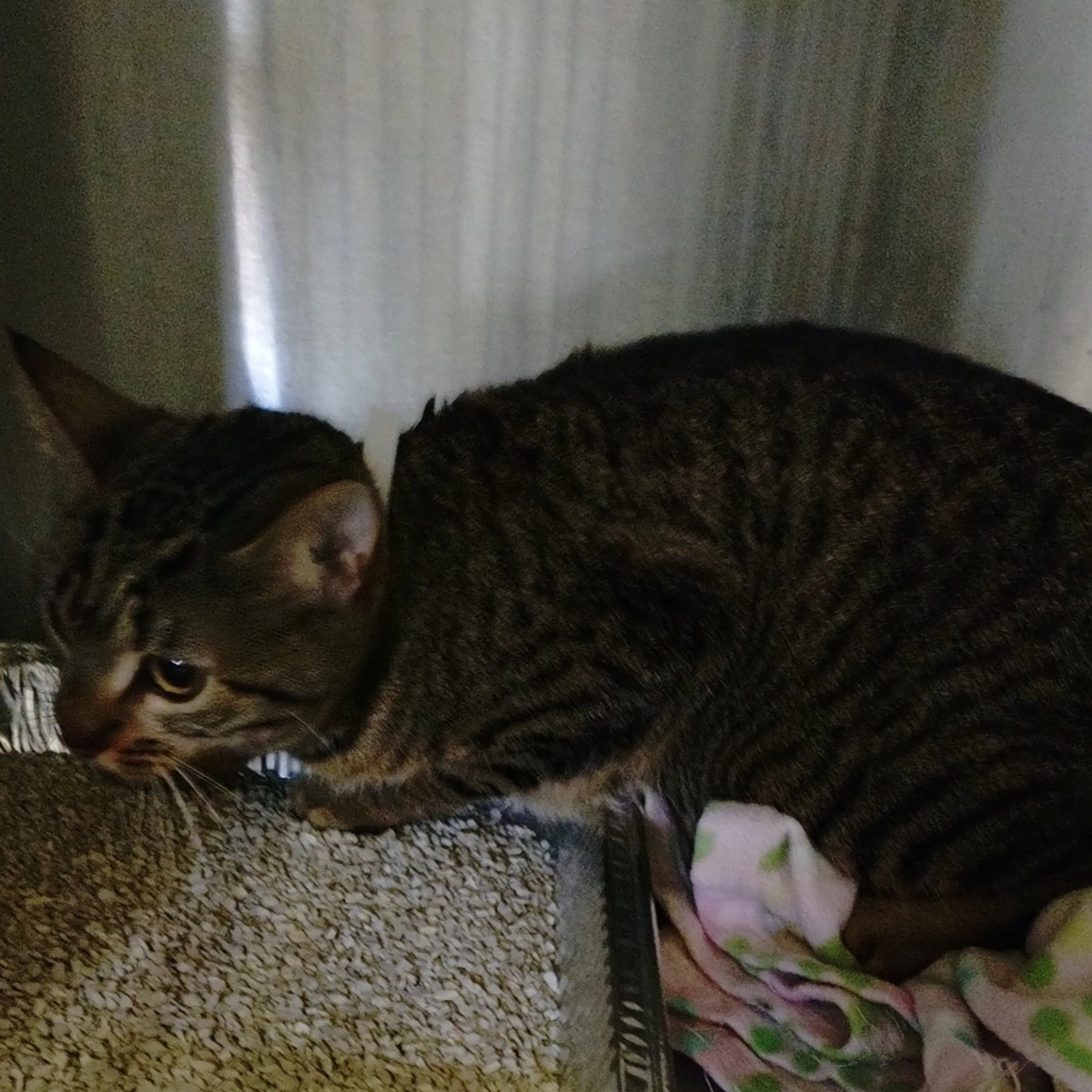 Found pet-1