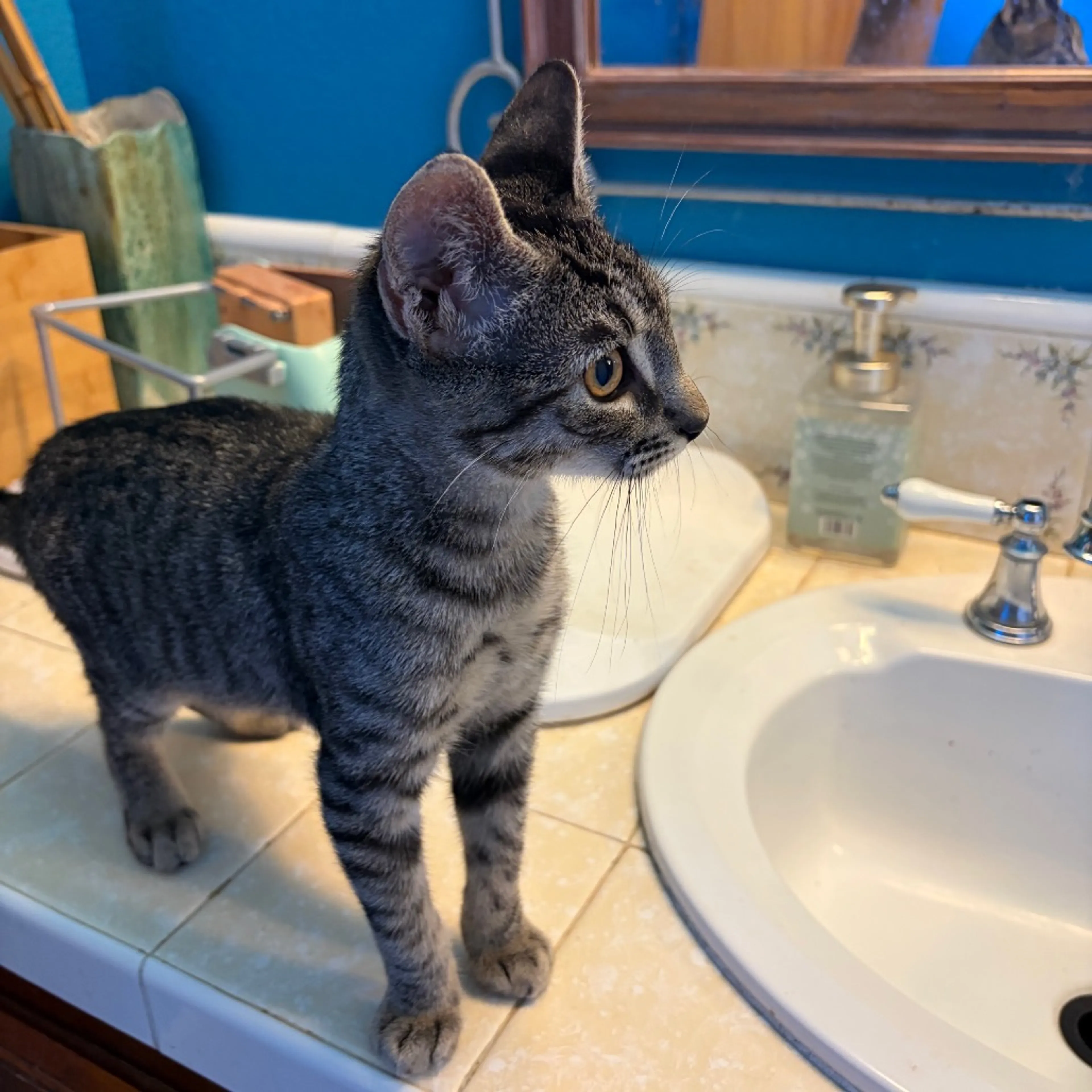 Found pet-3