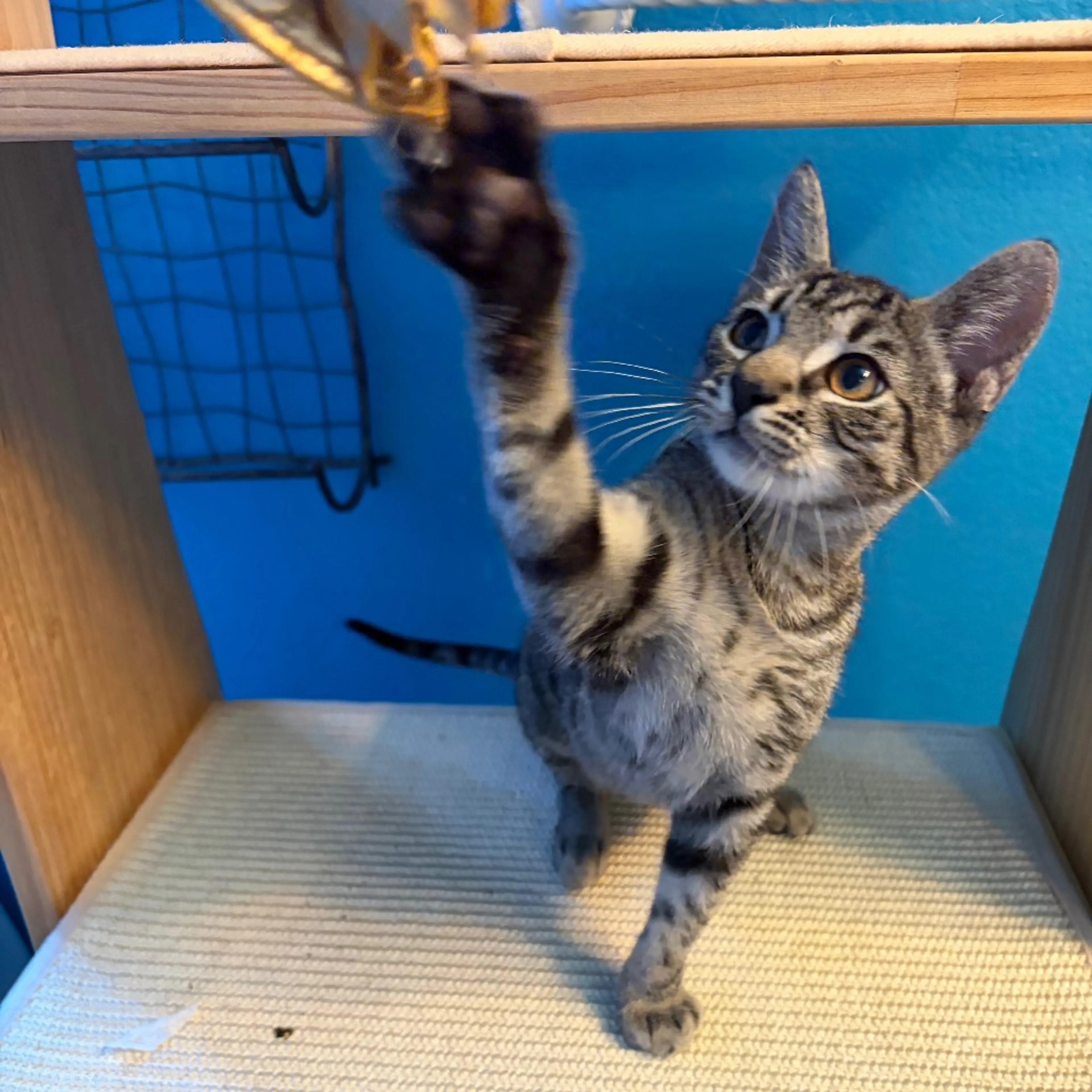 Found pet-2