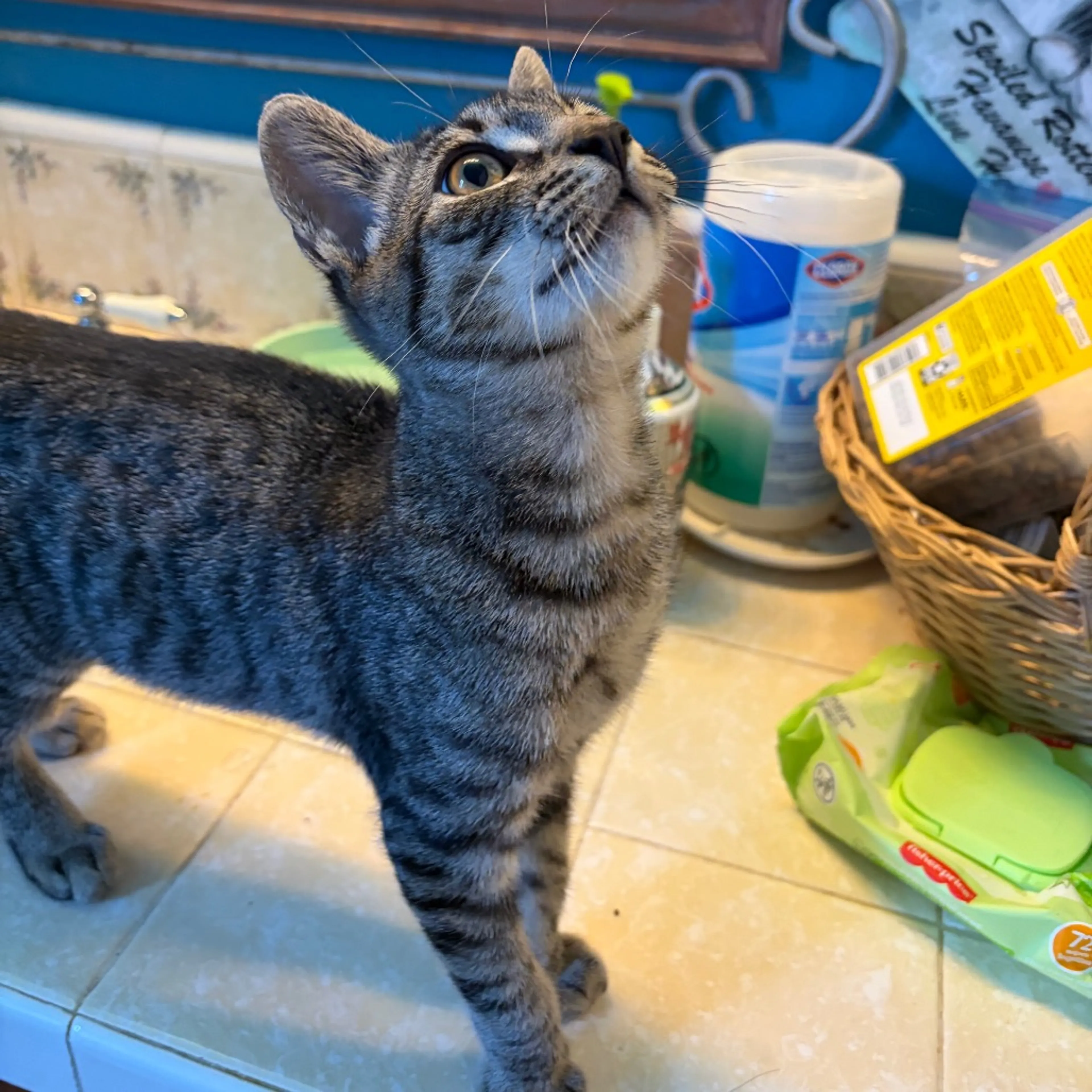 Found pet-4