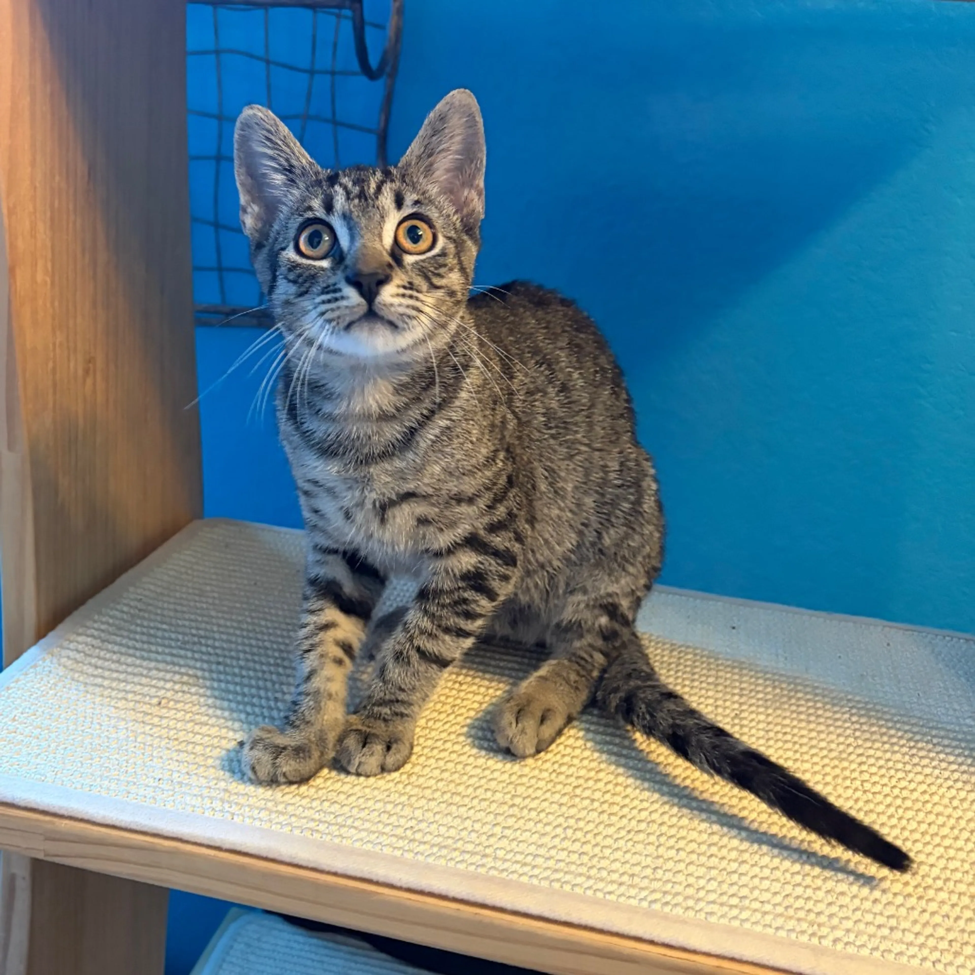 Found pet-1
