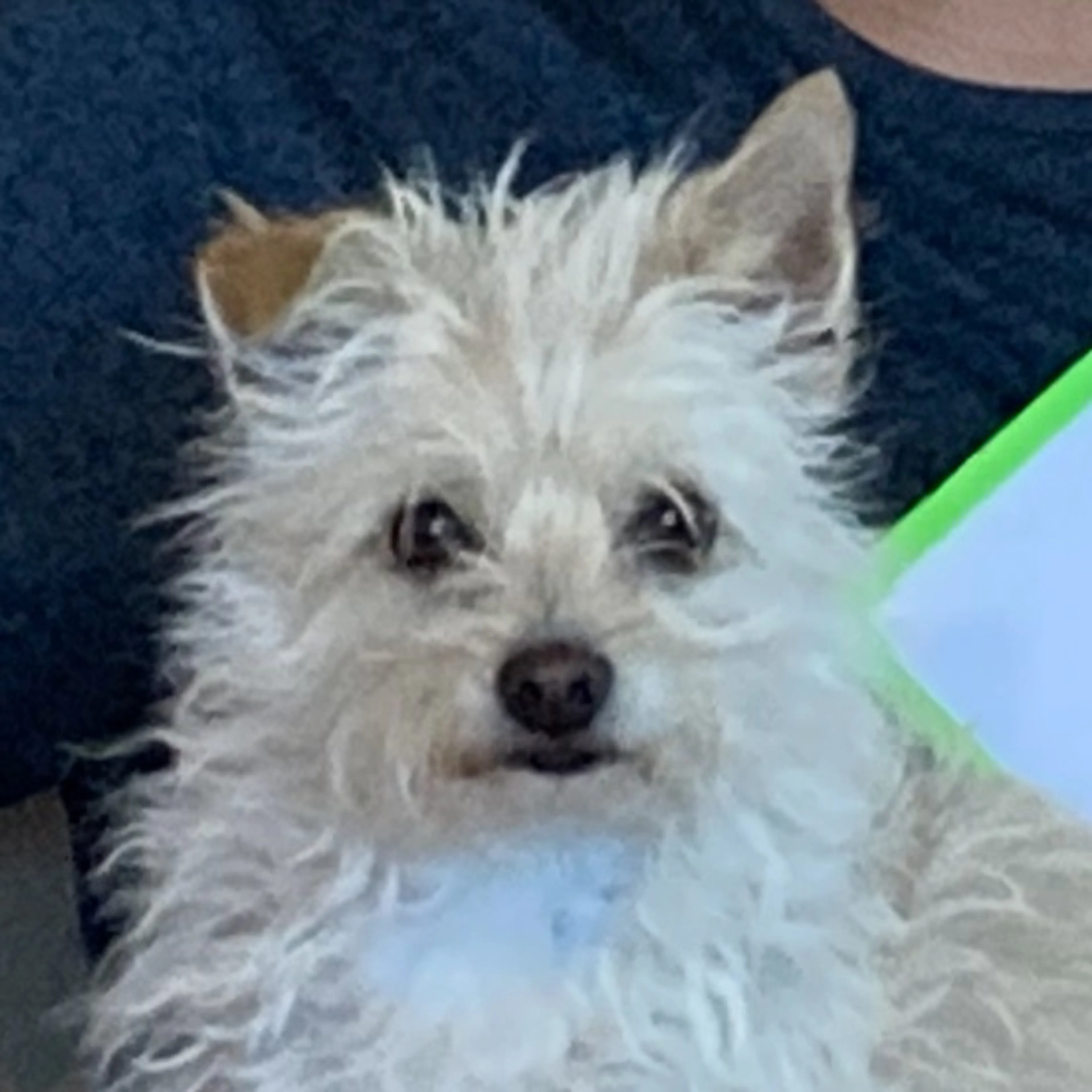 Lost pet