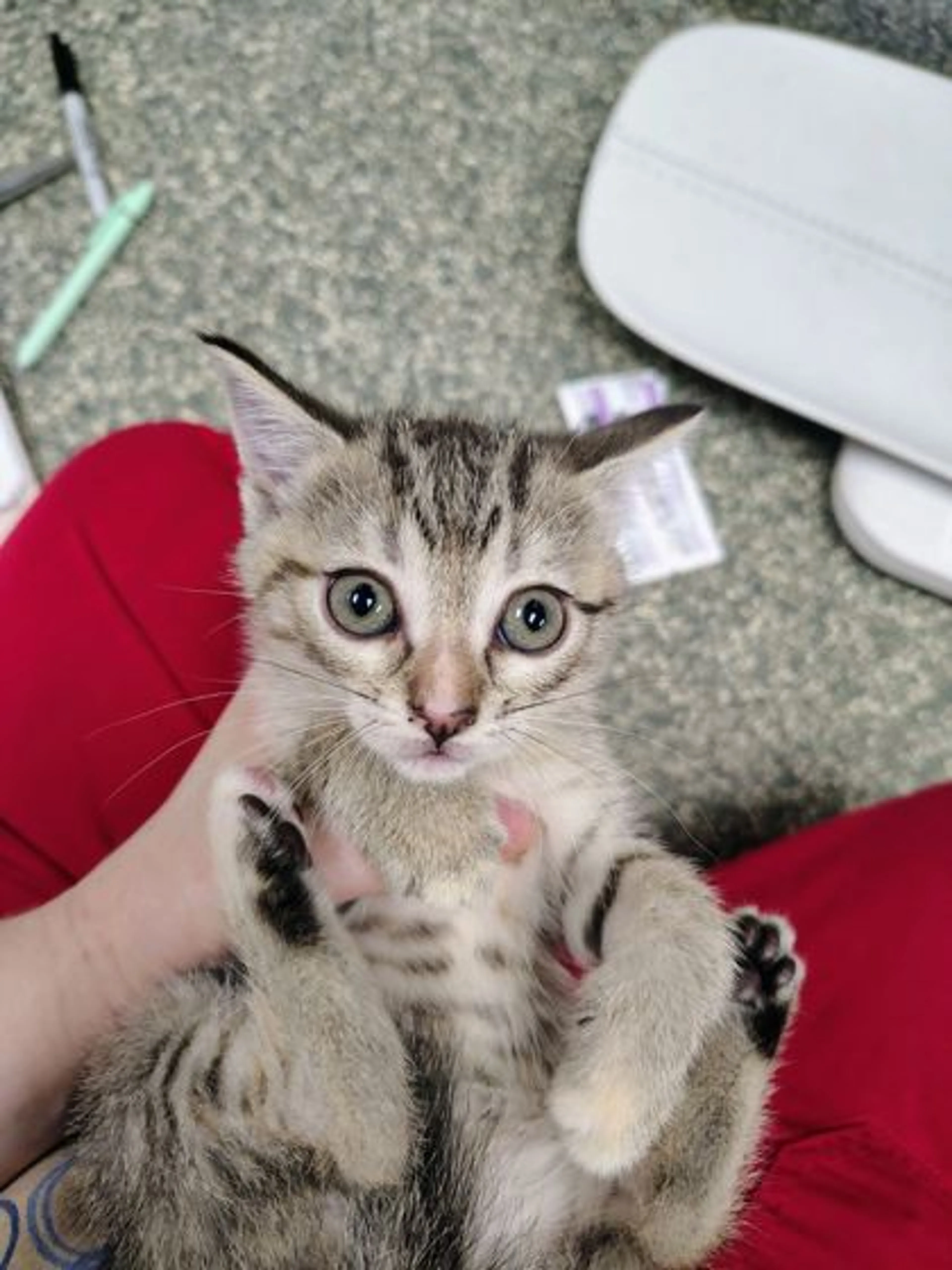 Found pet