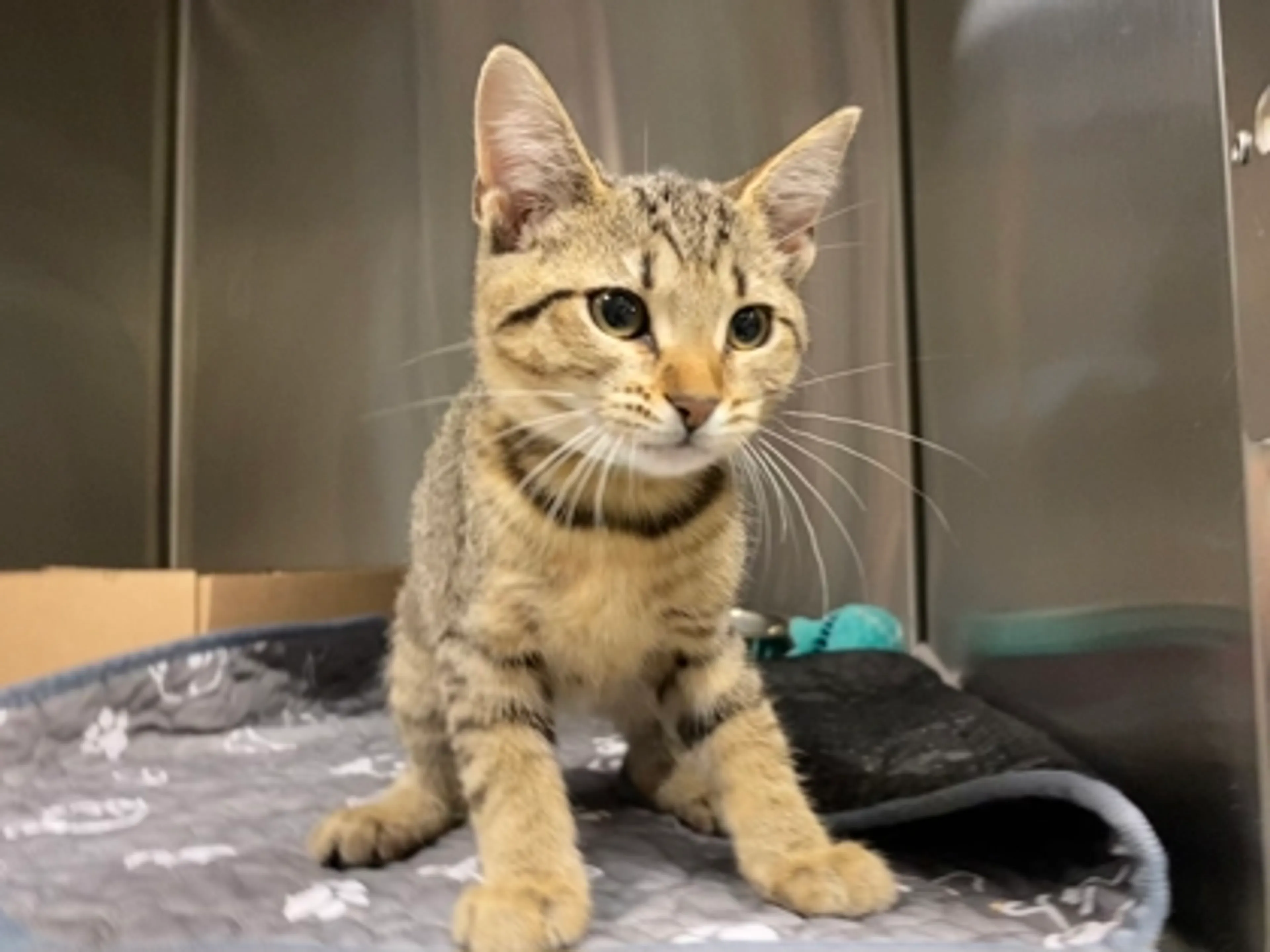 Found pet
