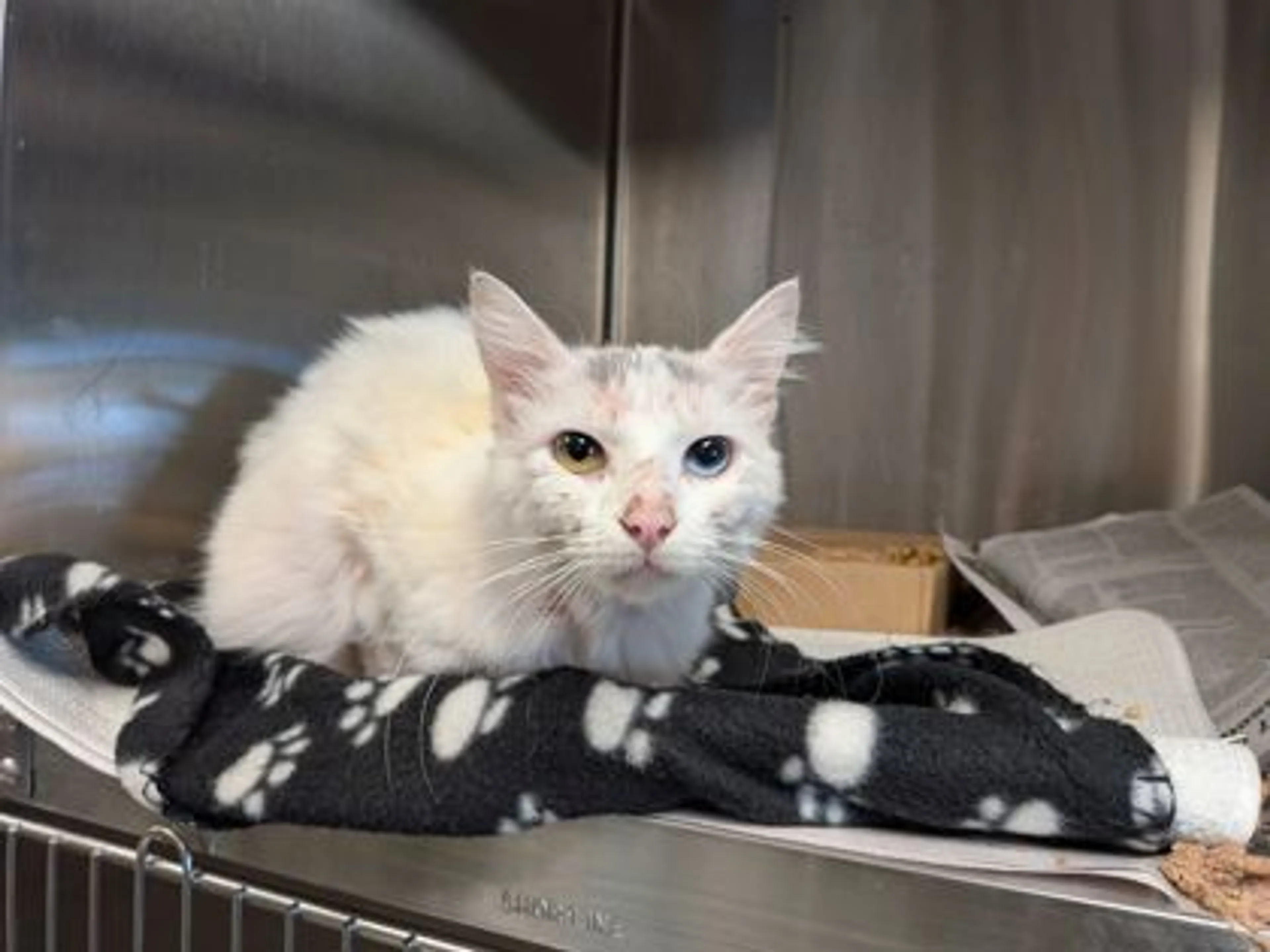 Found pet