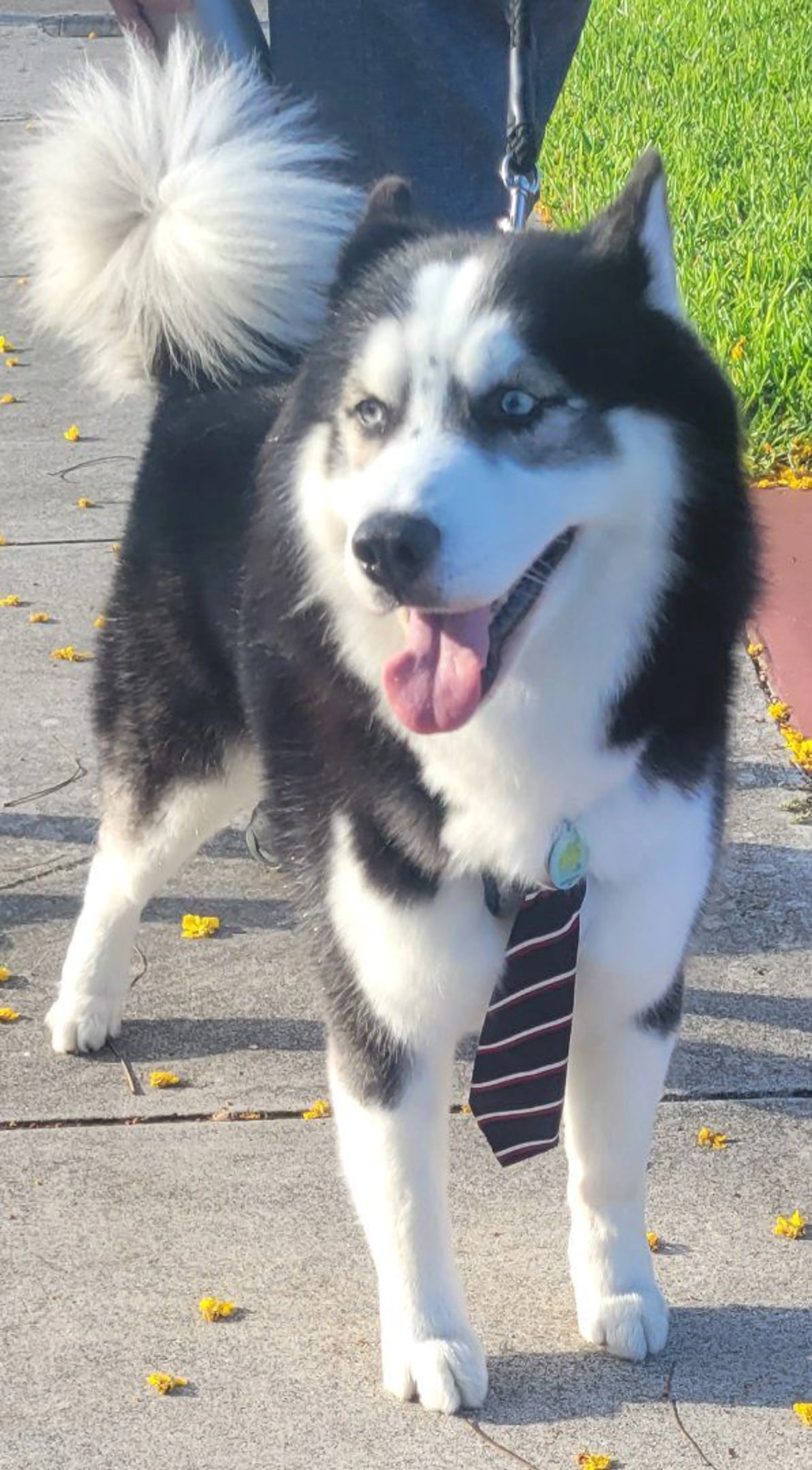 Lost pet-2