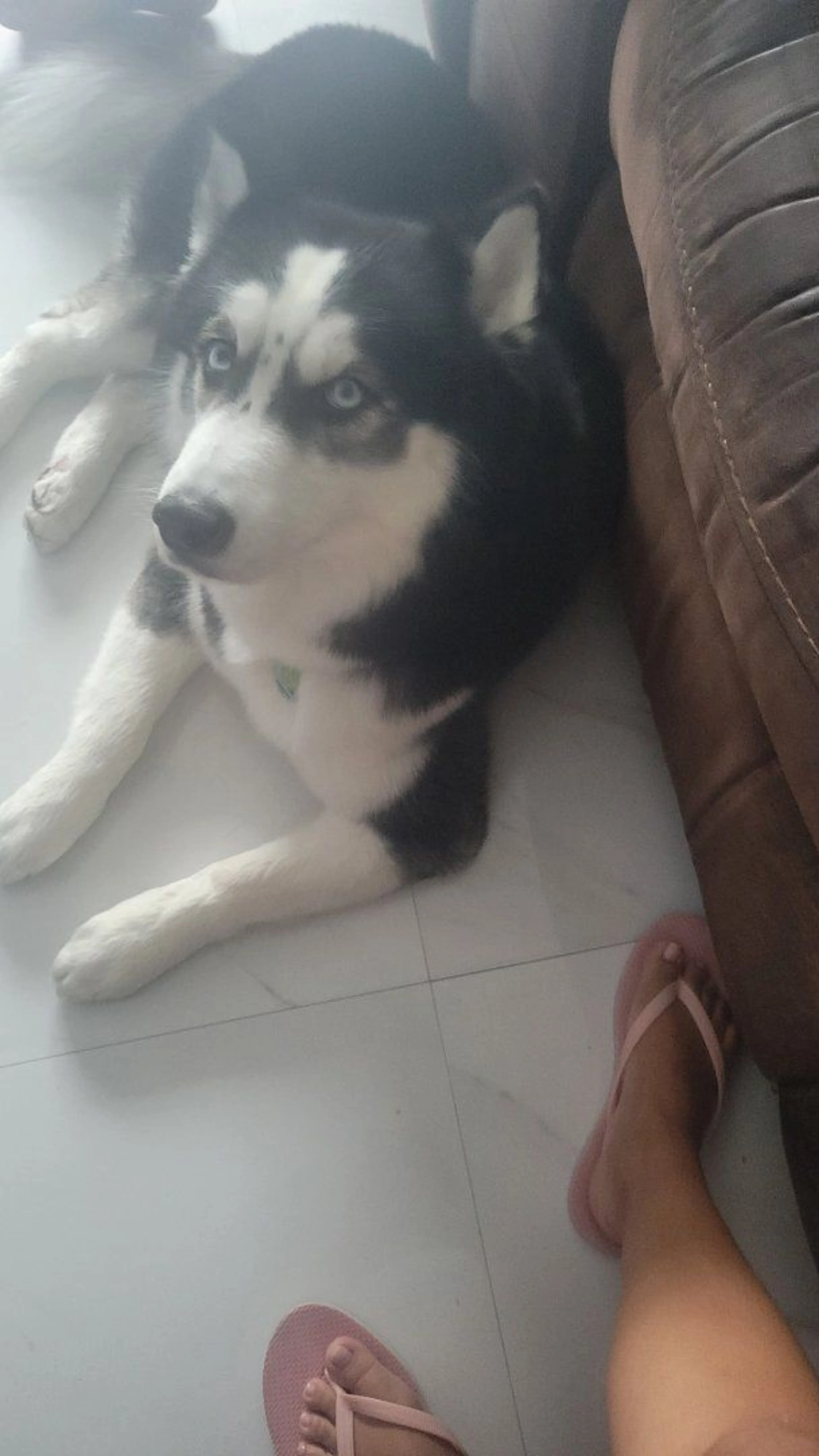 Lost pet-1