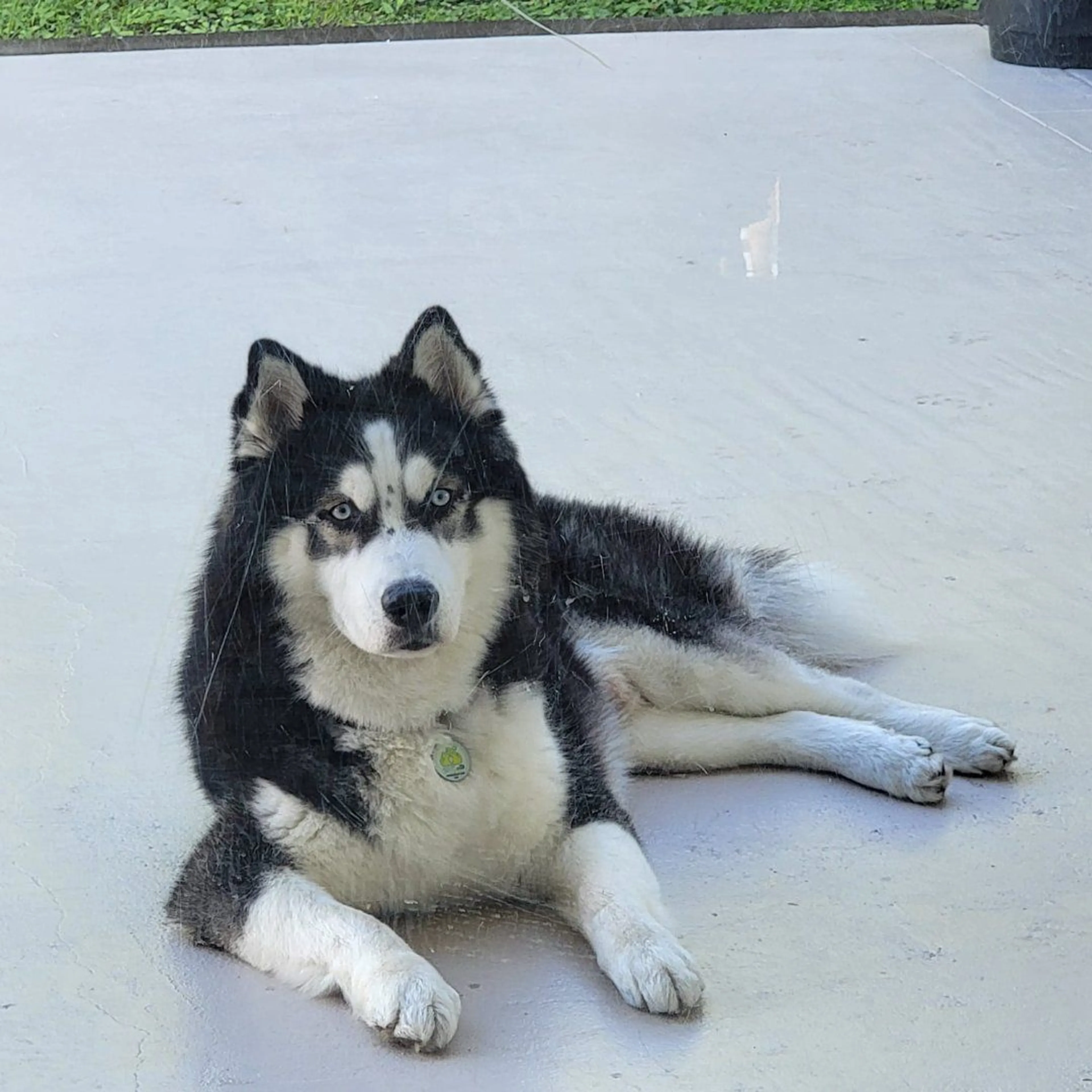 Lost pet-0