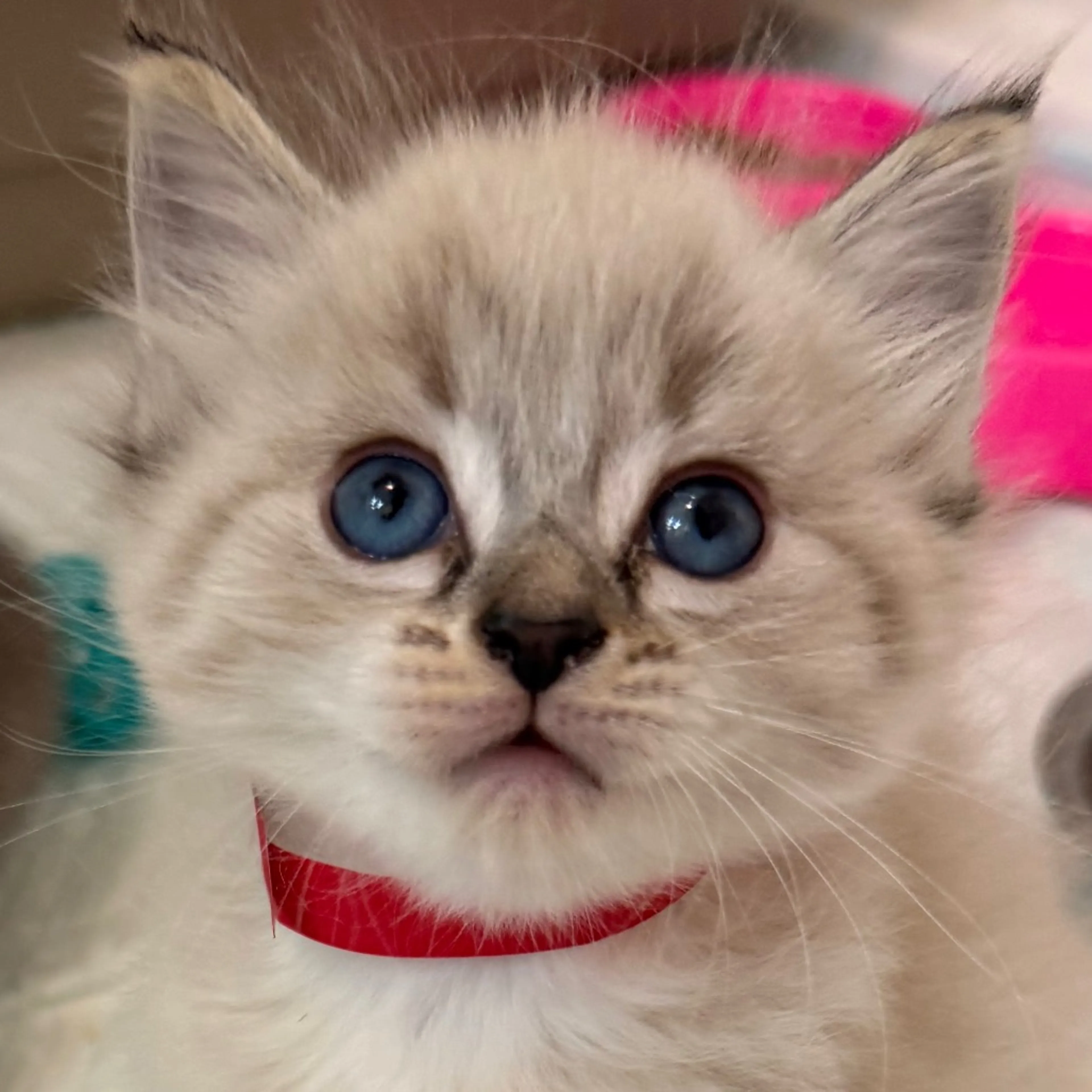 Found pet