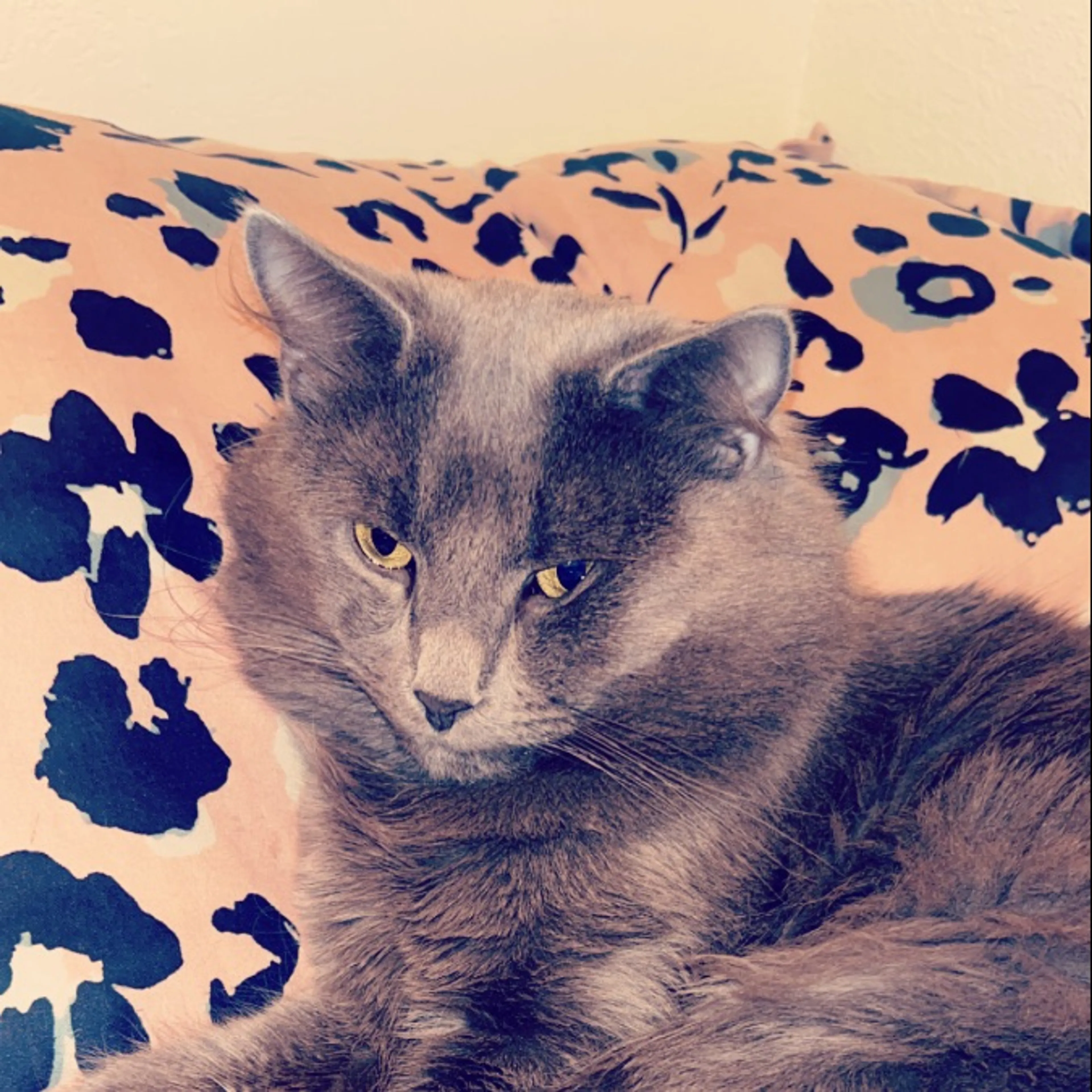 Lost pet