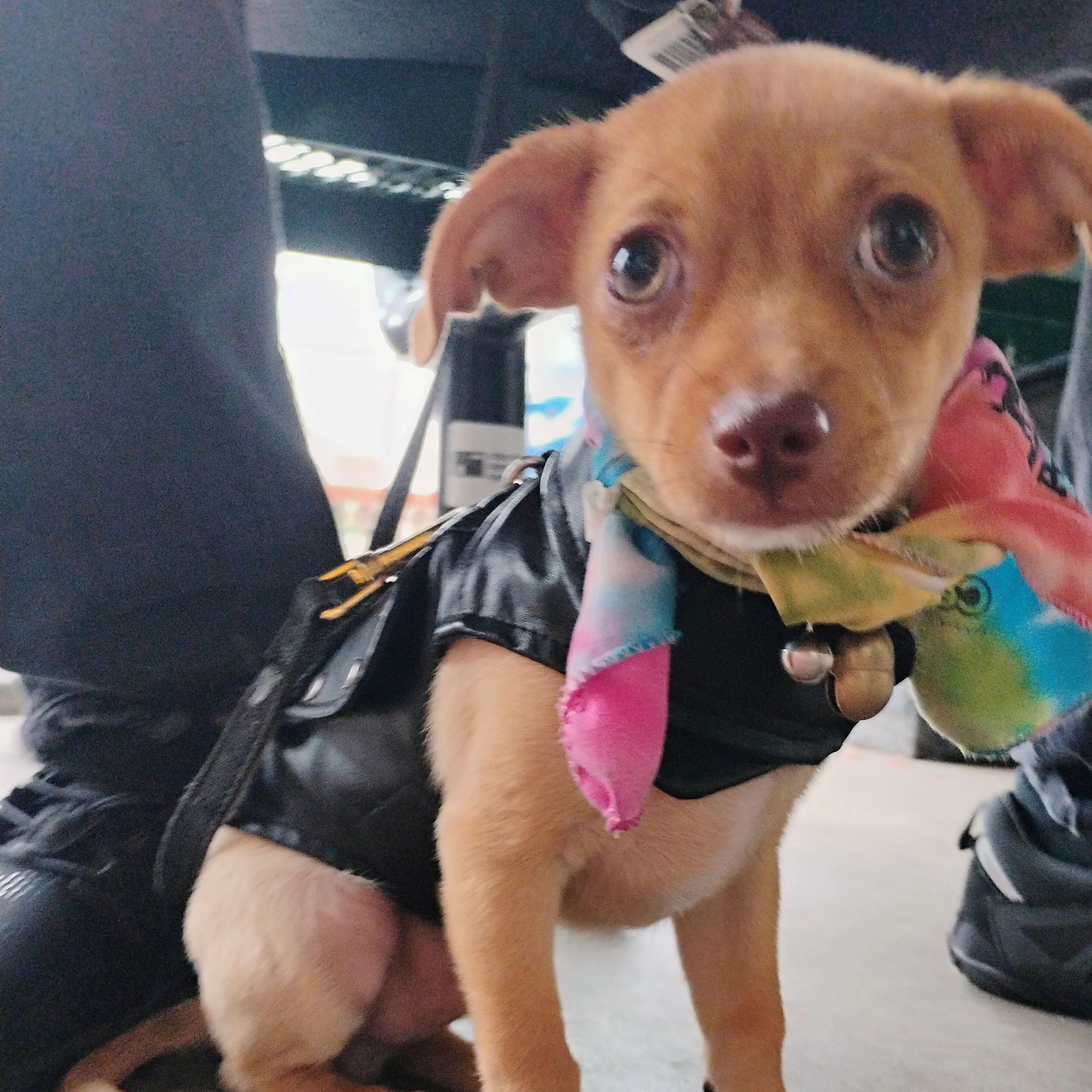 Lost pet-2