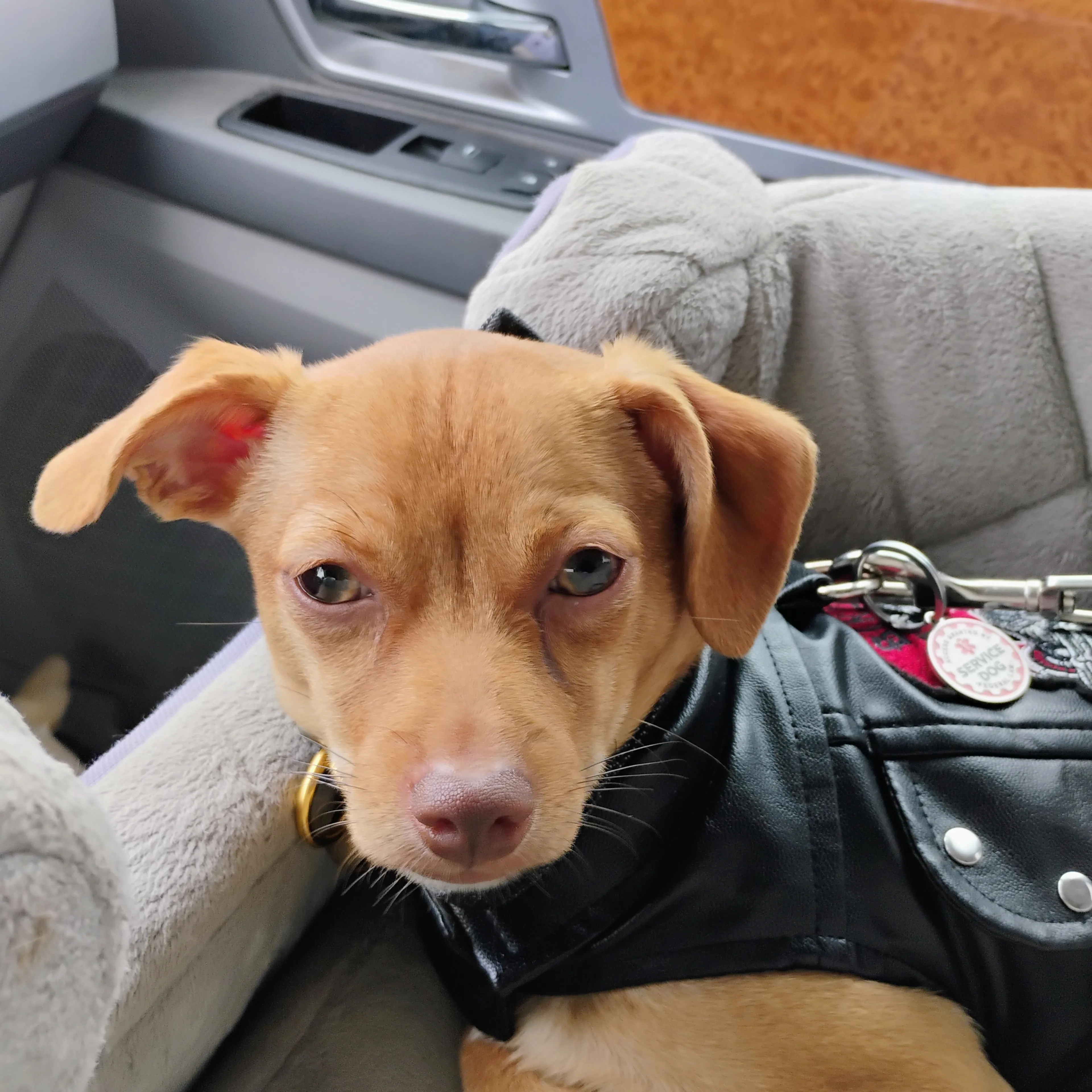 Lost pet-3