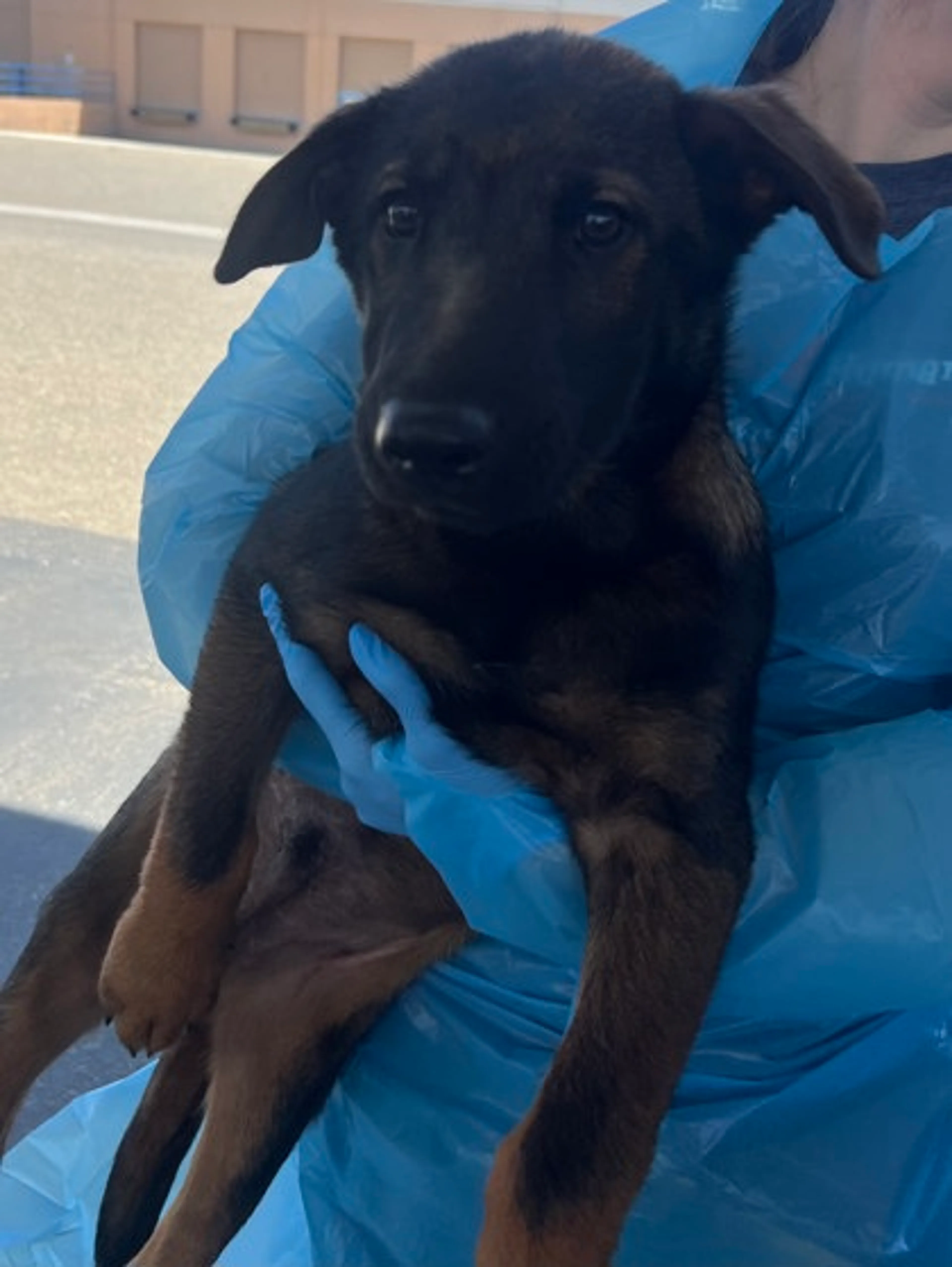 Found pet