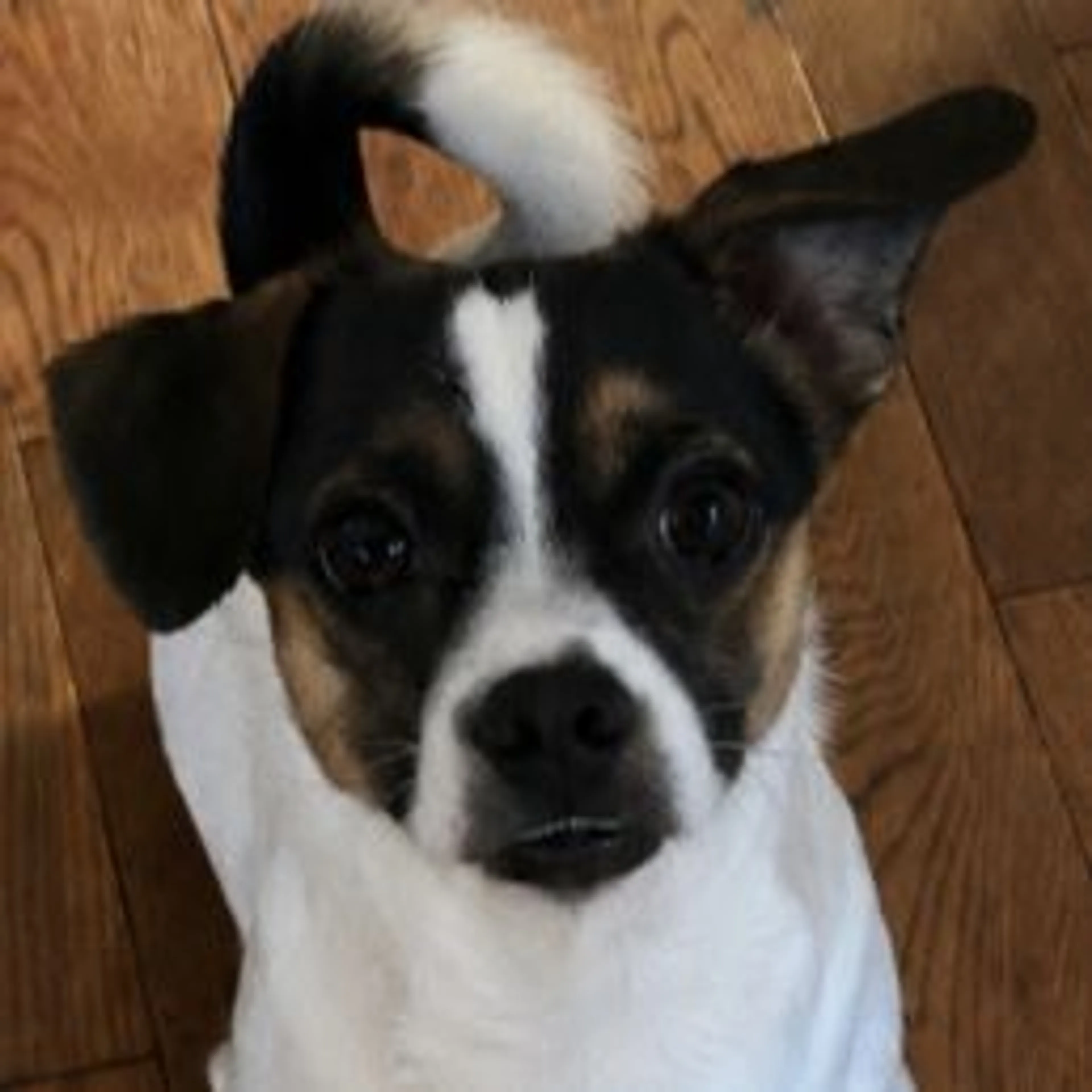 Lost pet