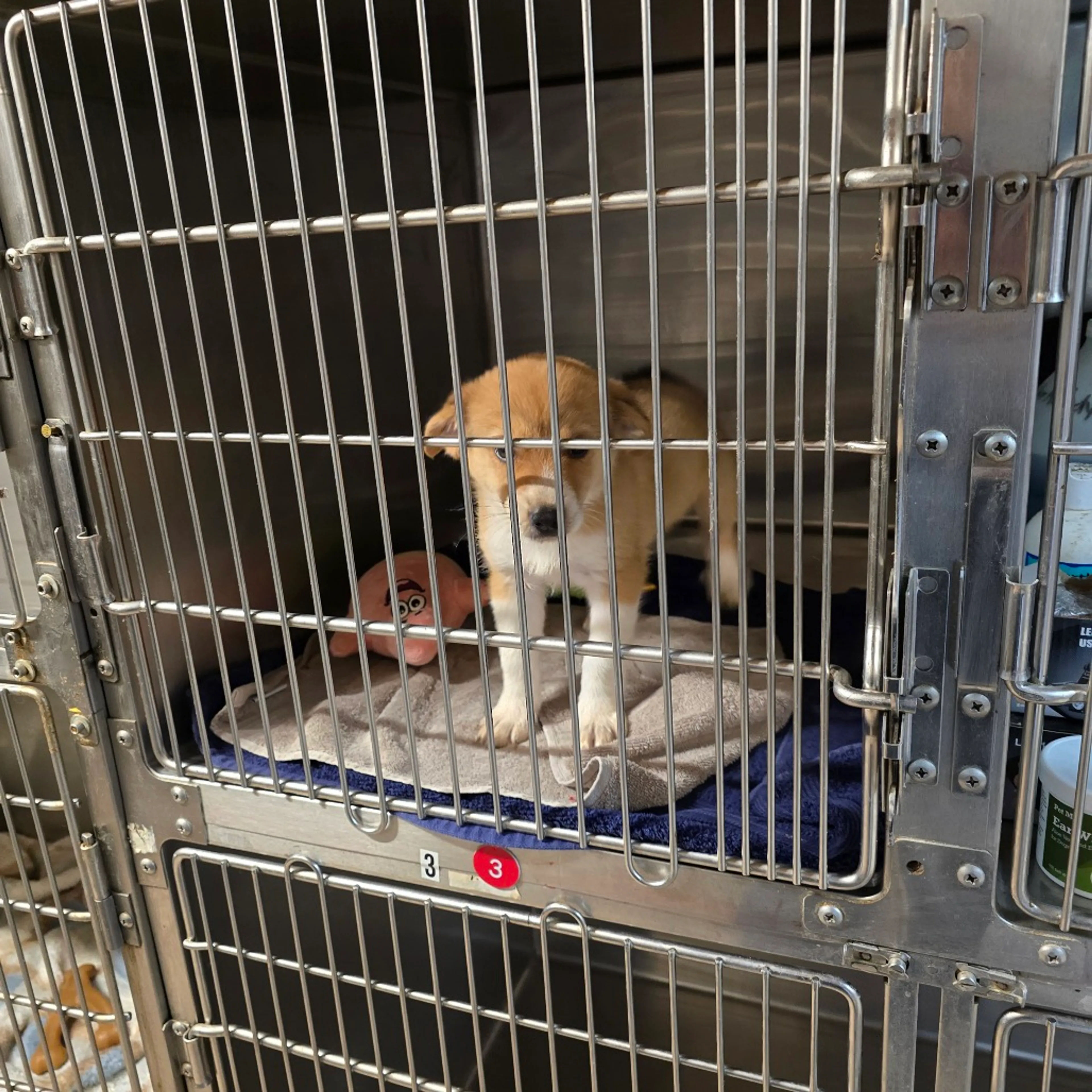 Found pet-1