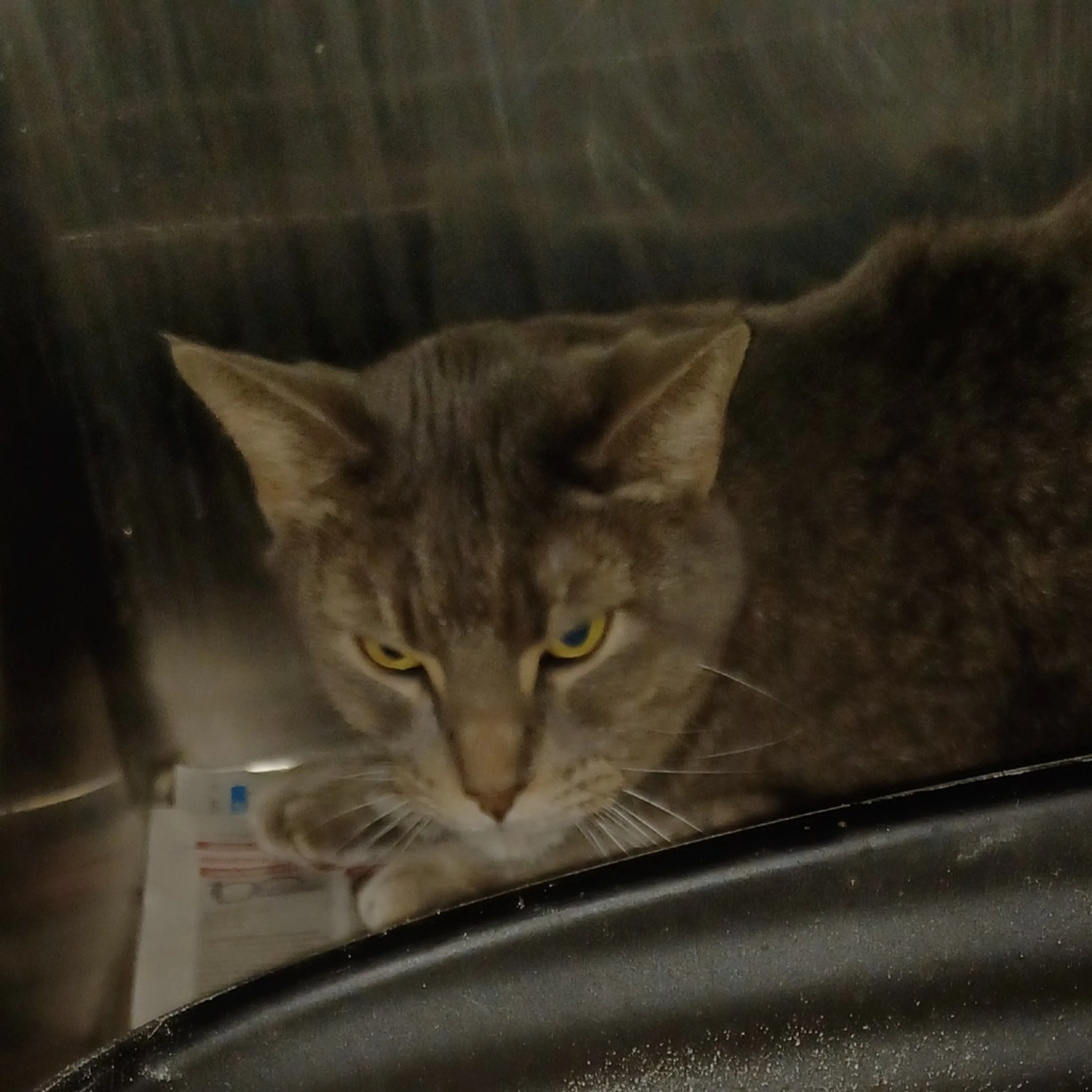 Found pet