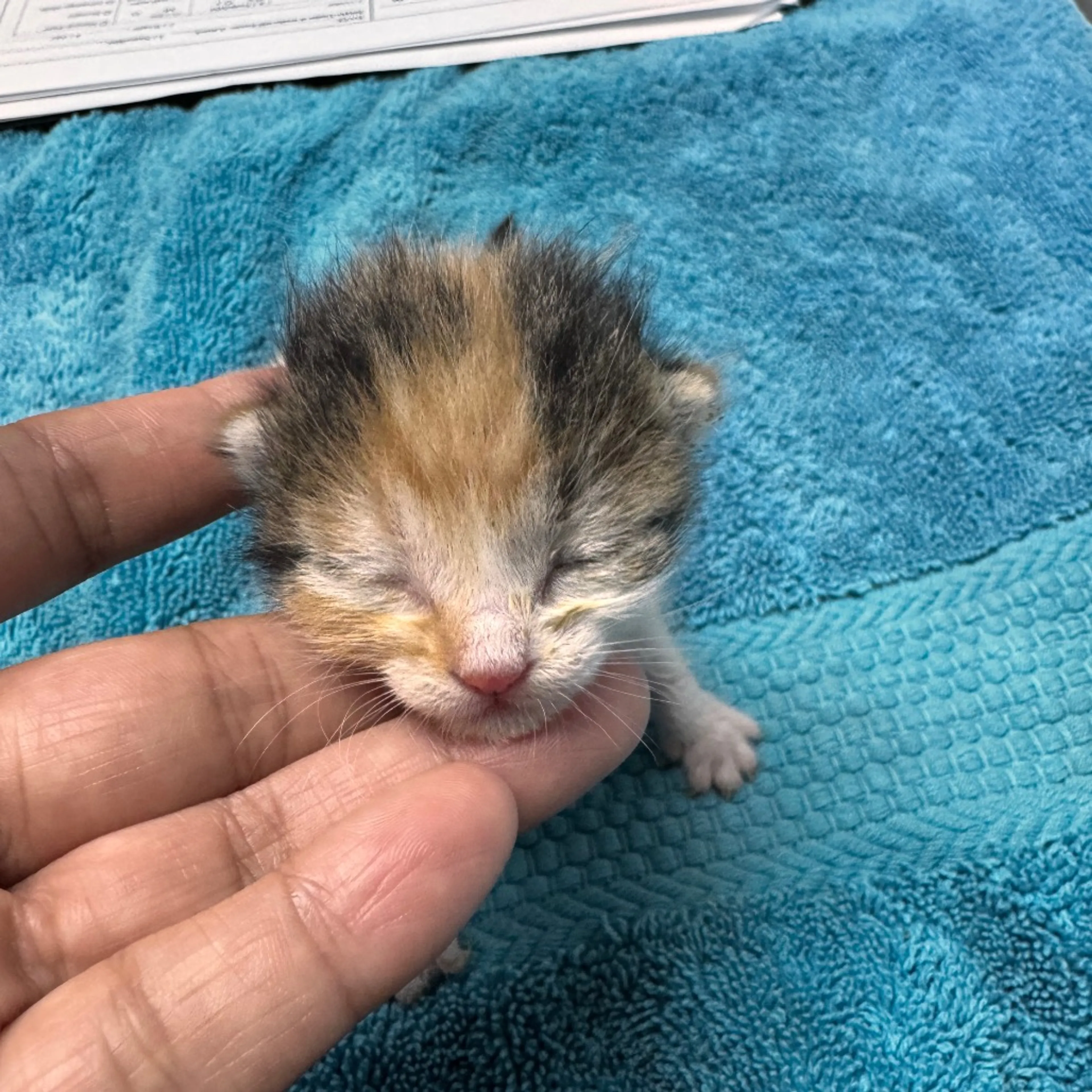 Found pet-1