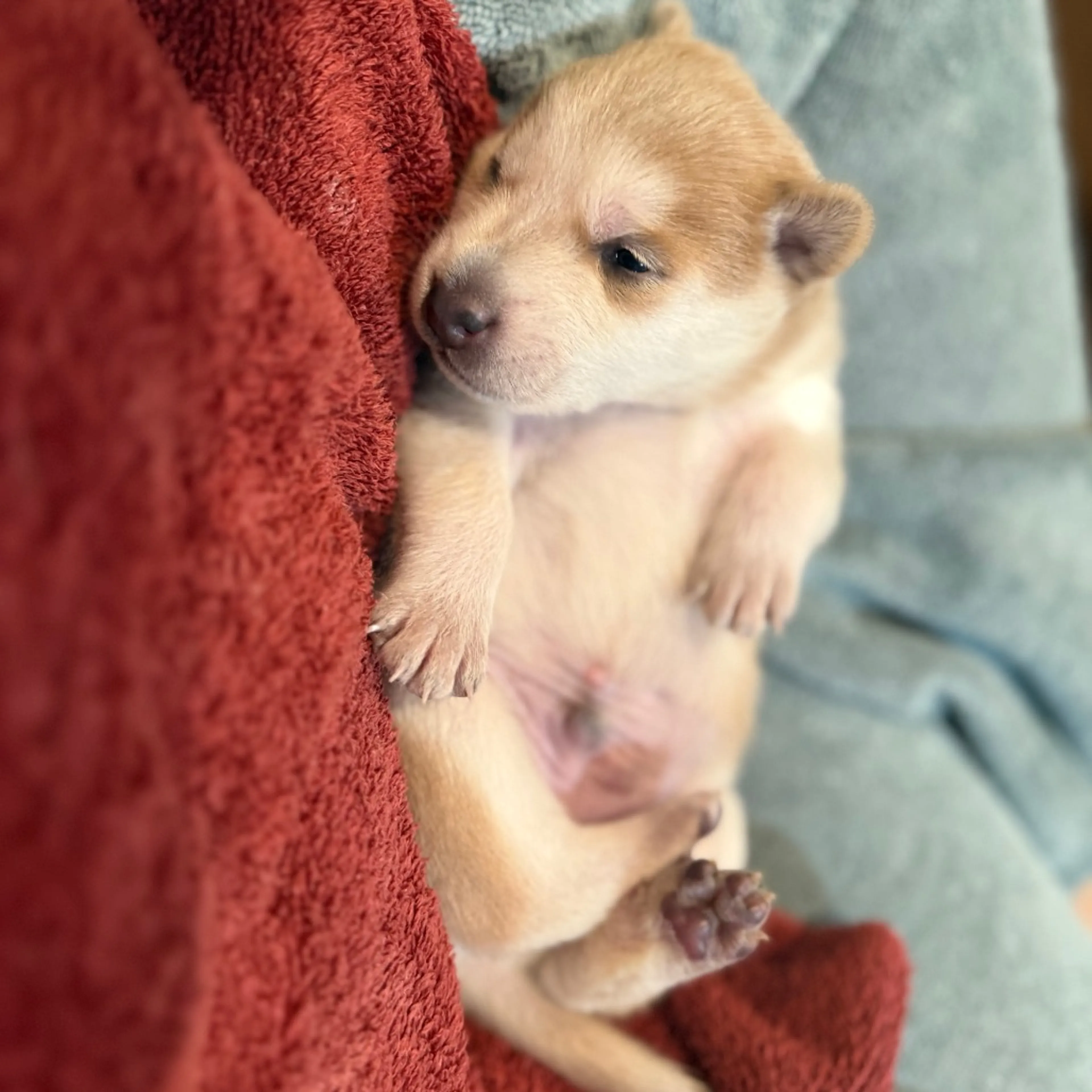 Found pet-3