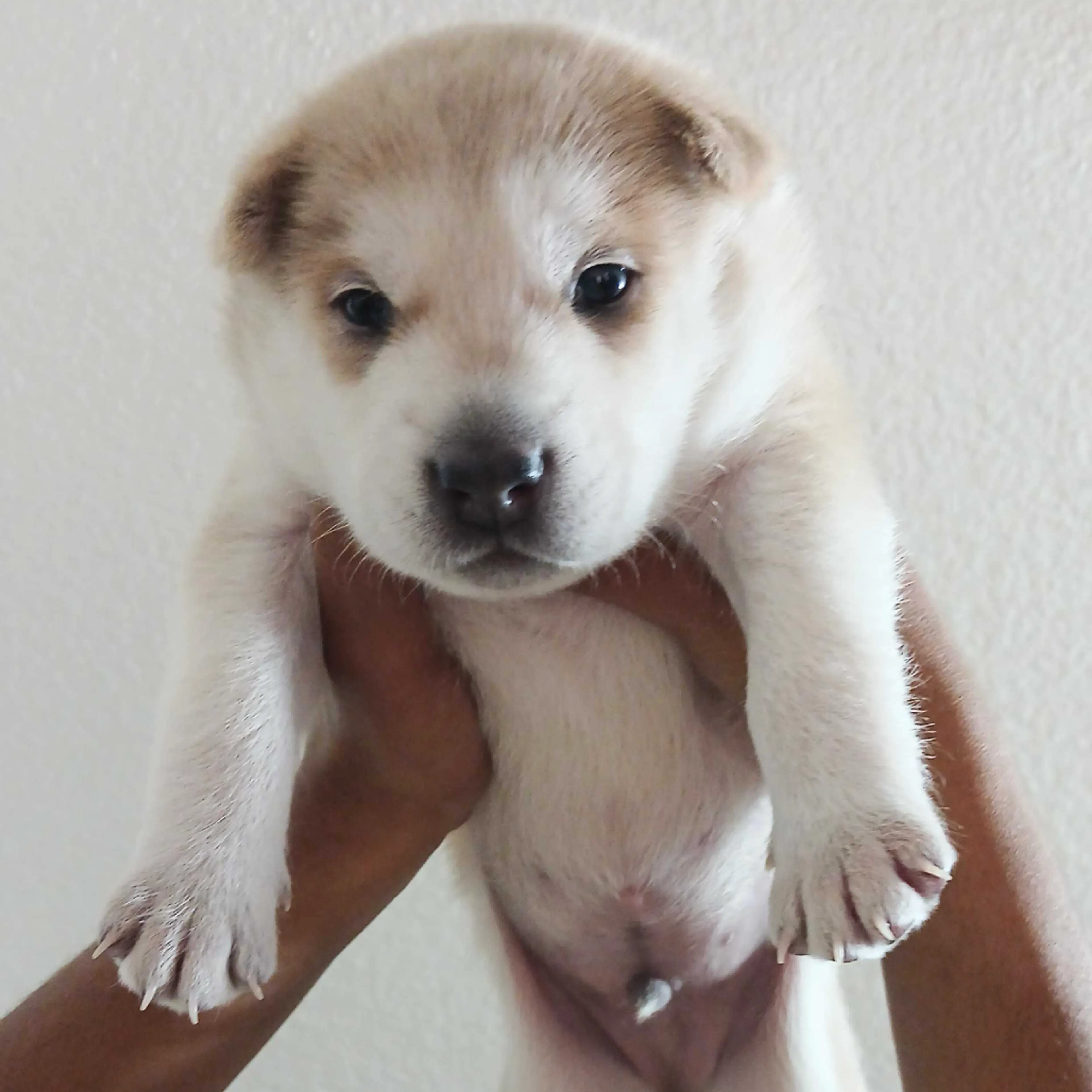 Found pet-0