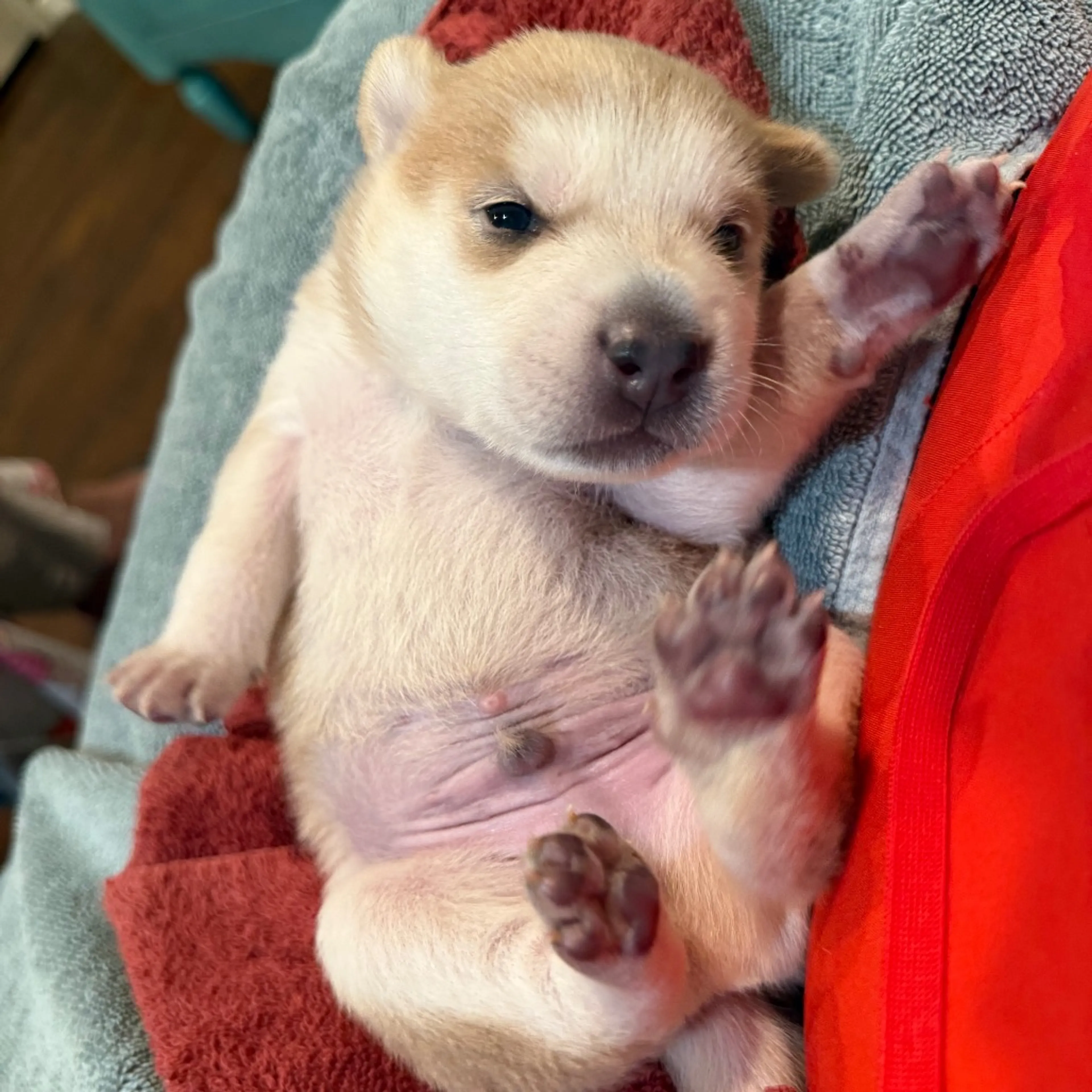 Found pet-1