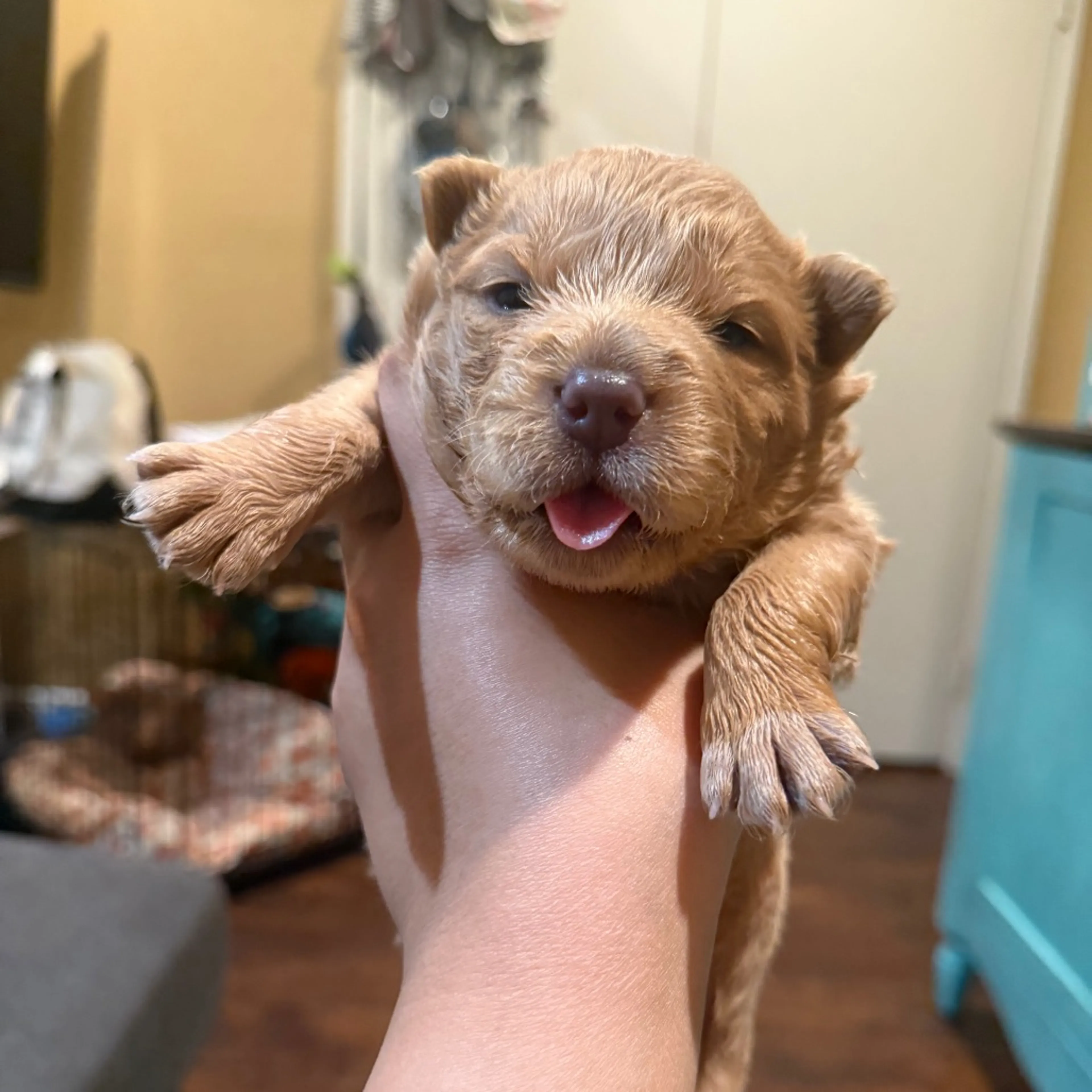 Found pet-5