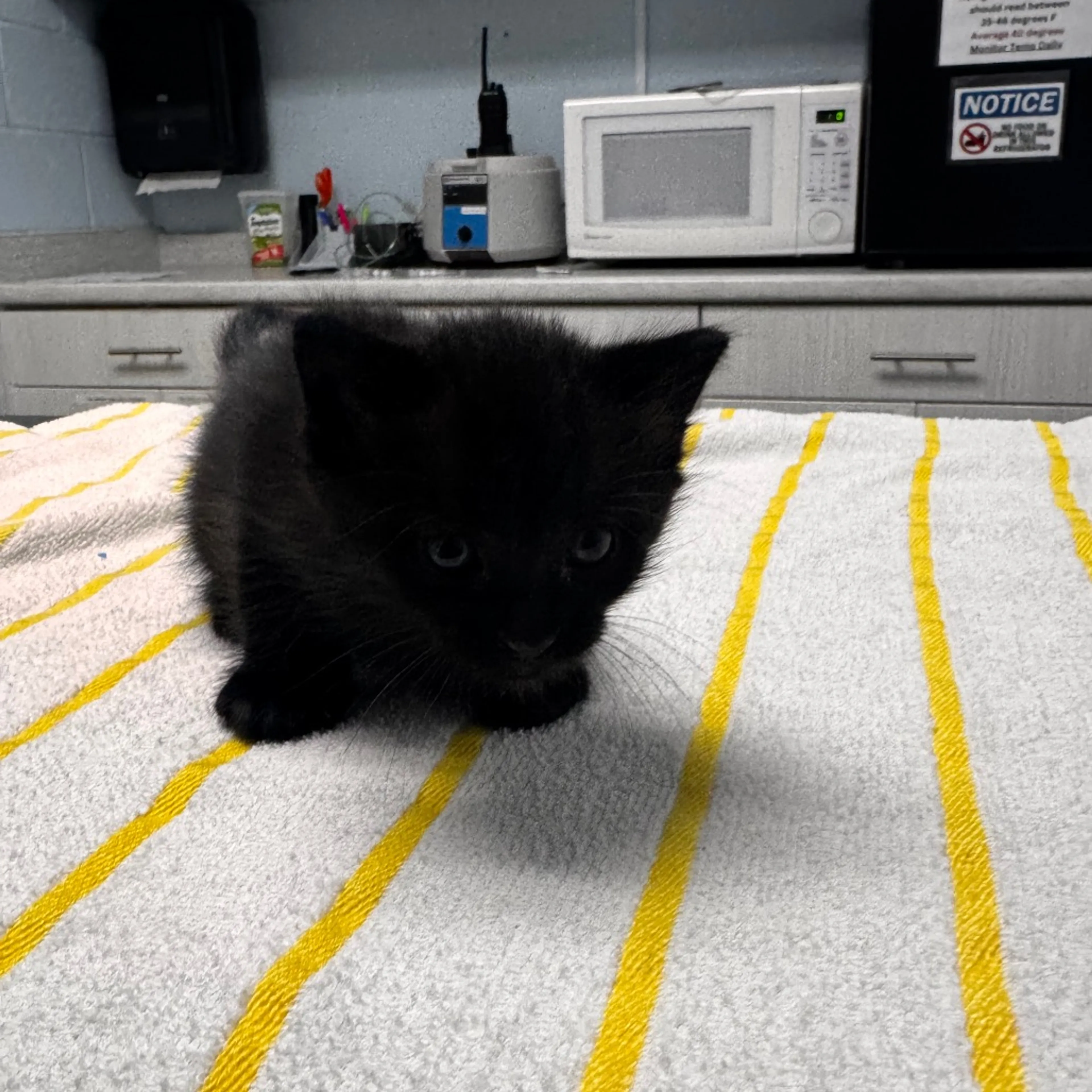 Found pet