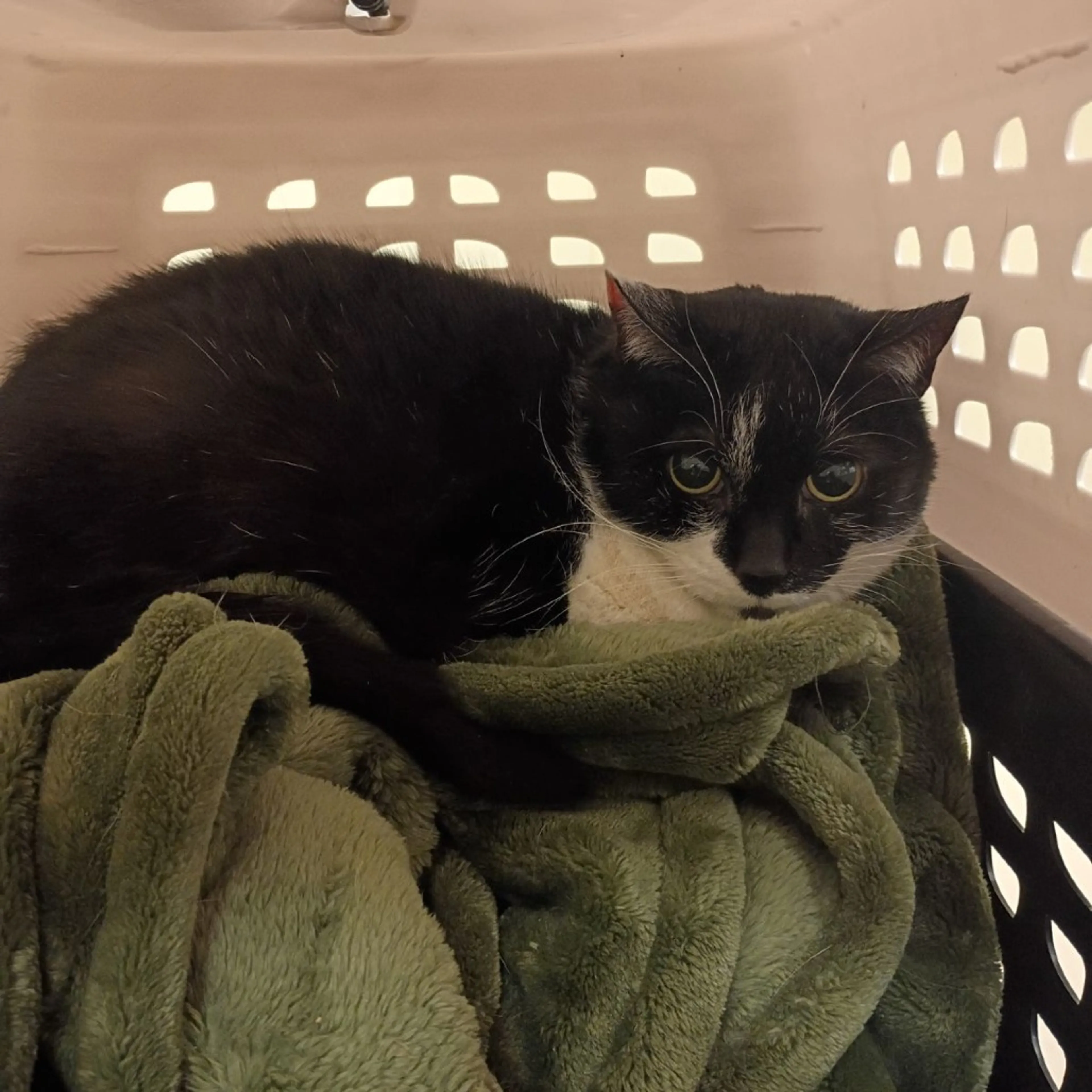 Found pet