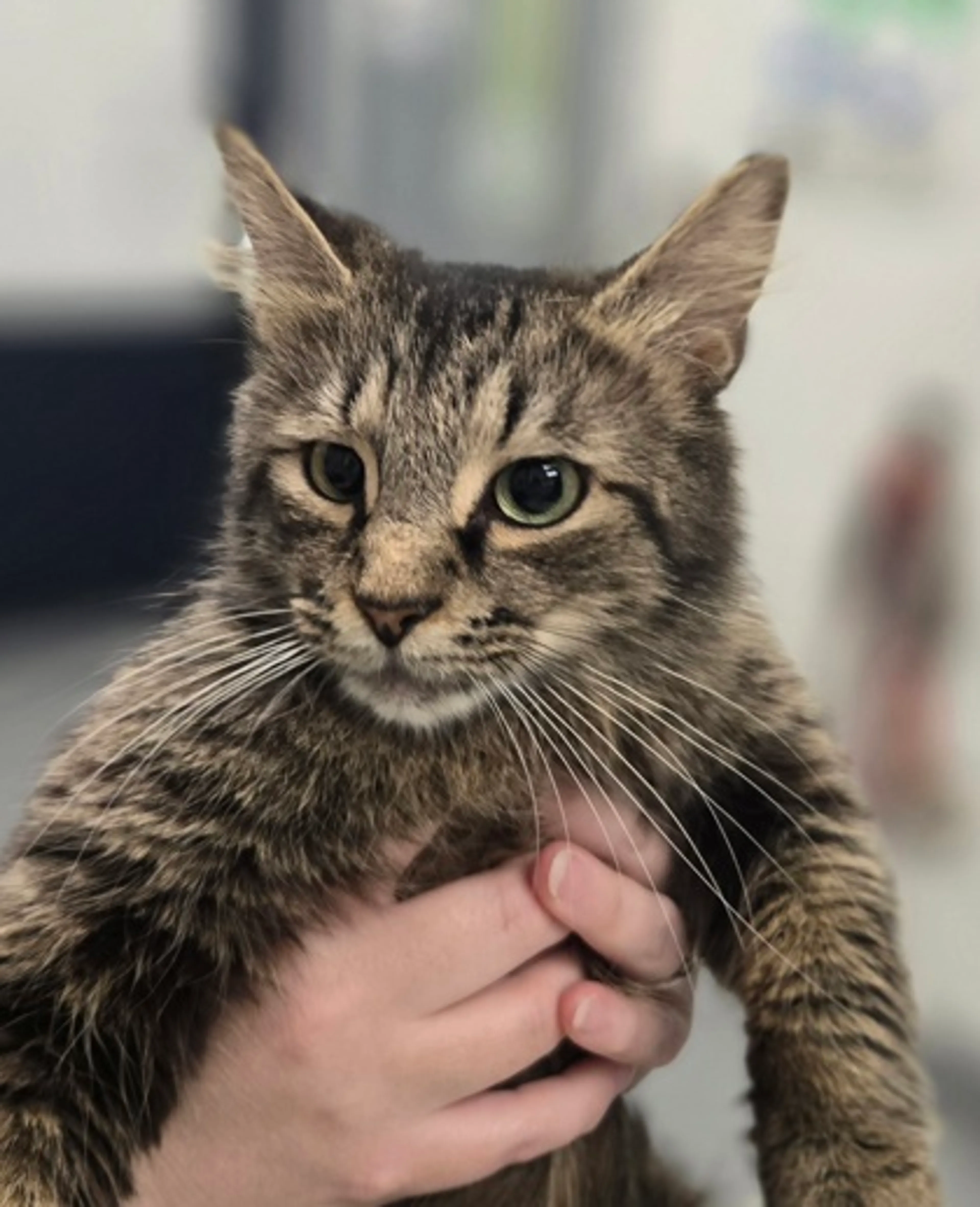 Found pet