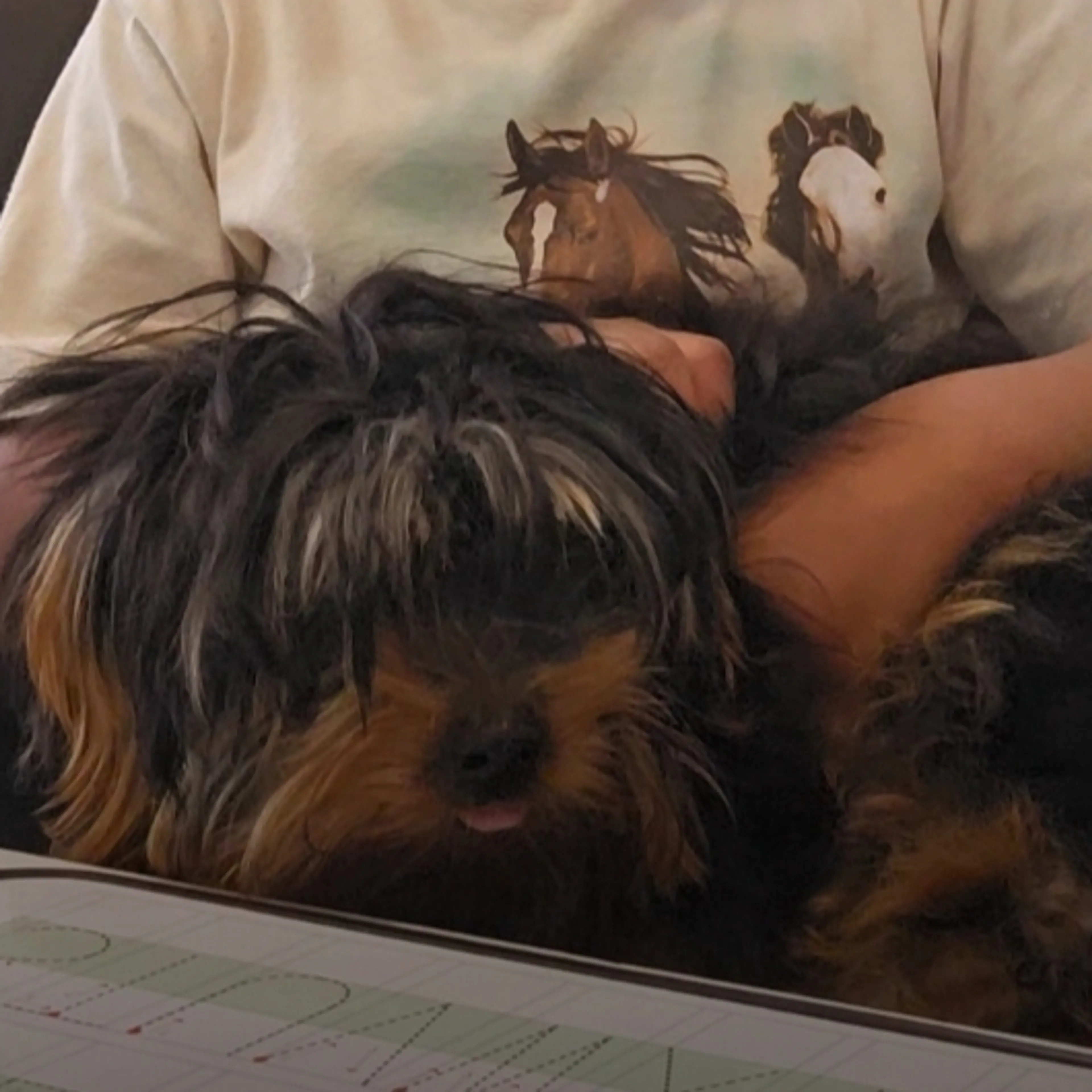 Lost pet-1
