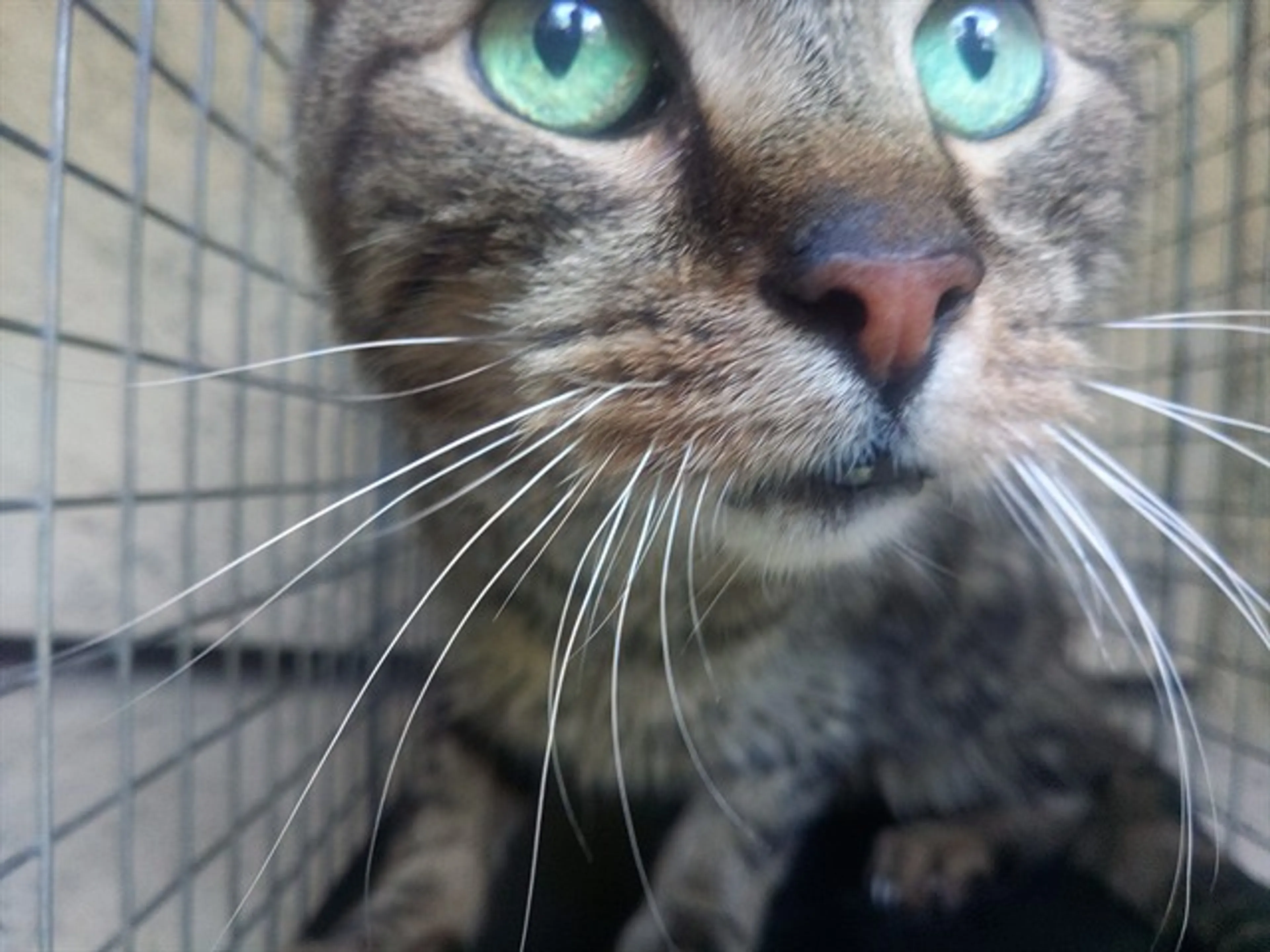 Found pet