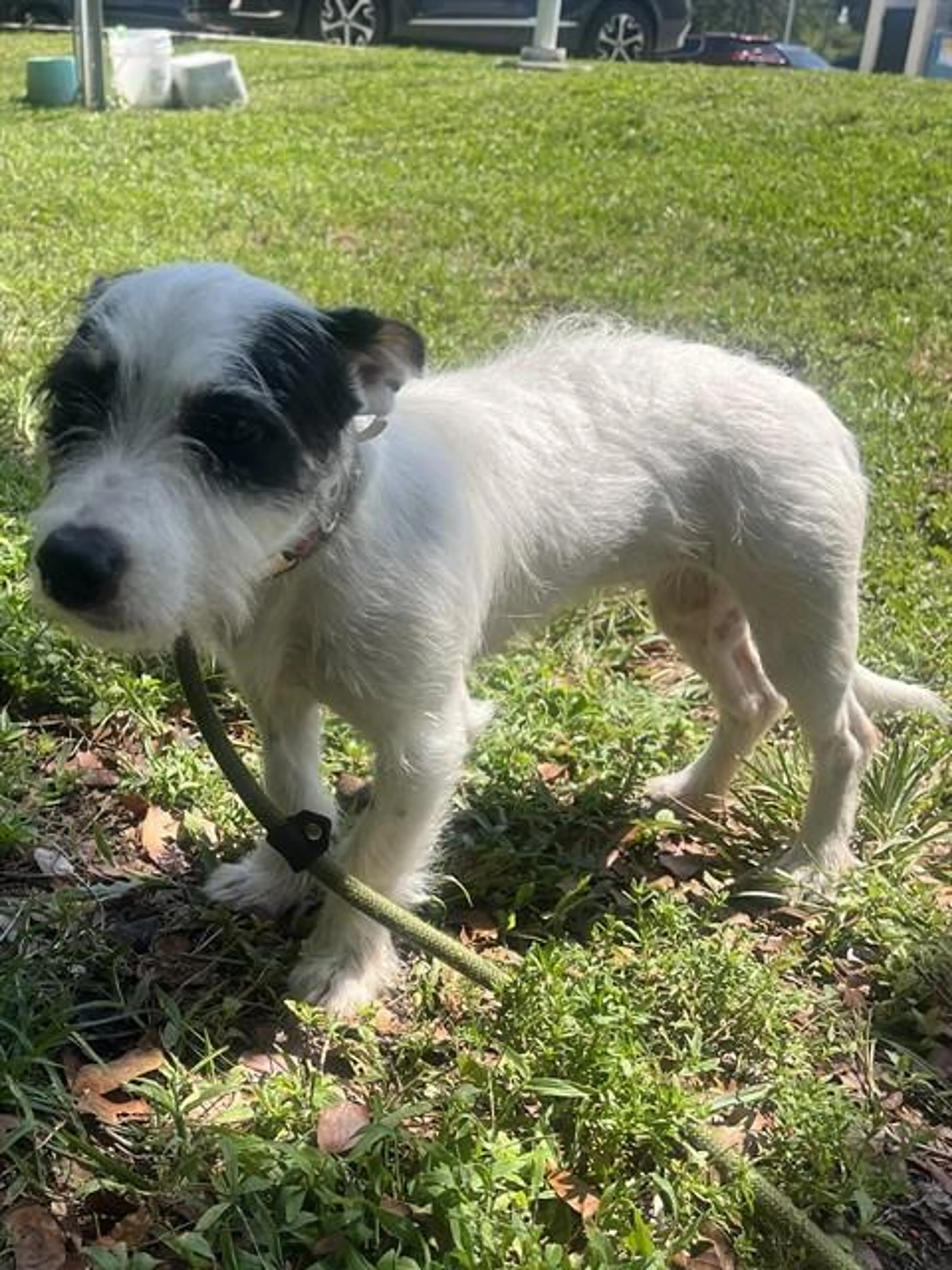 Found pet