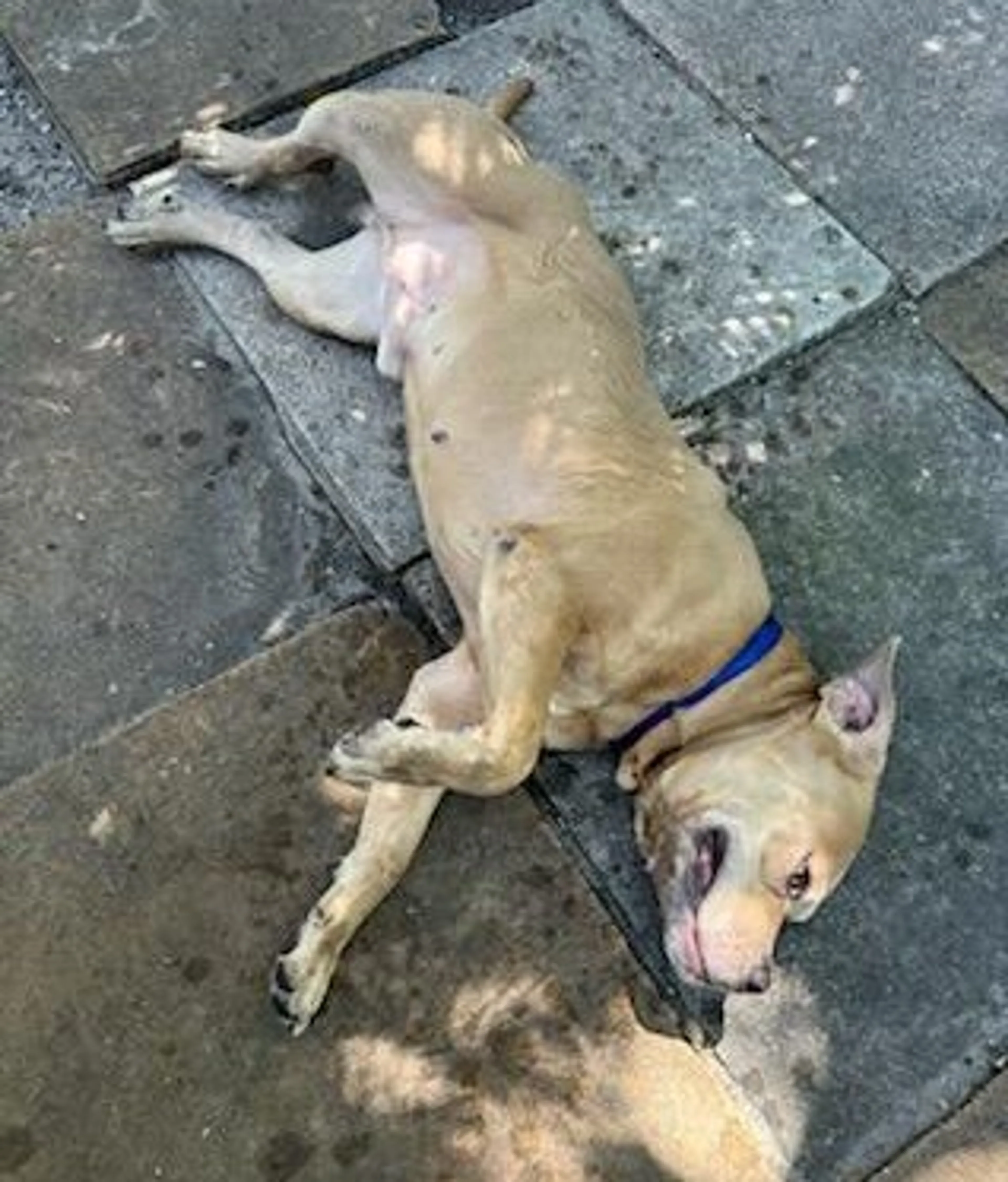 Found pet