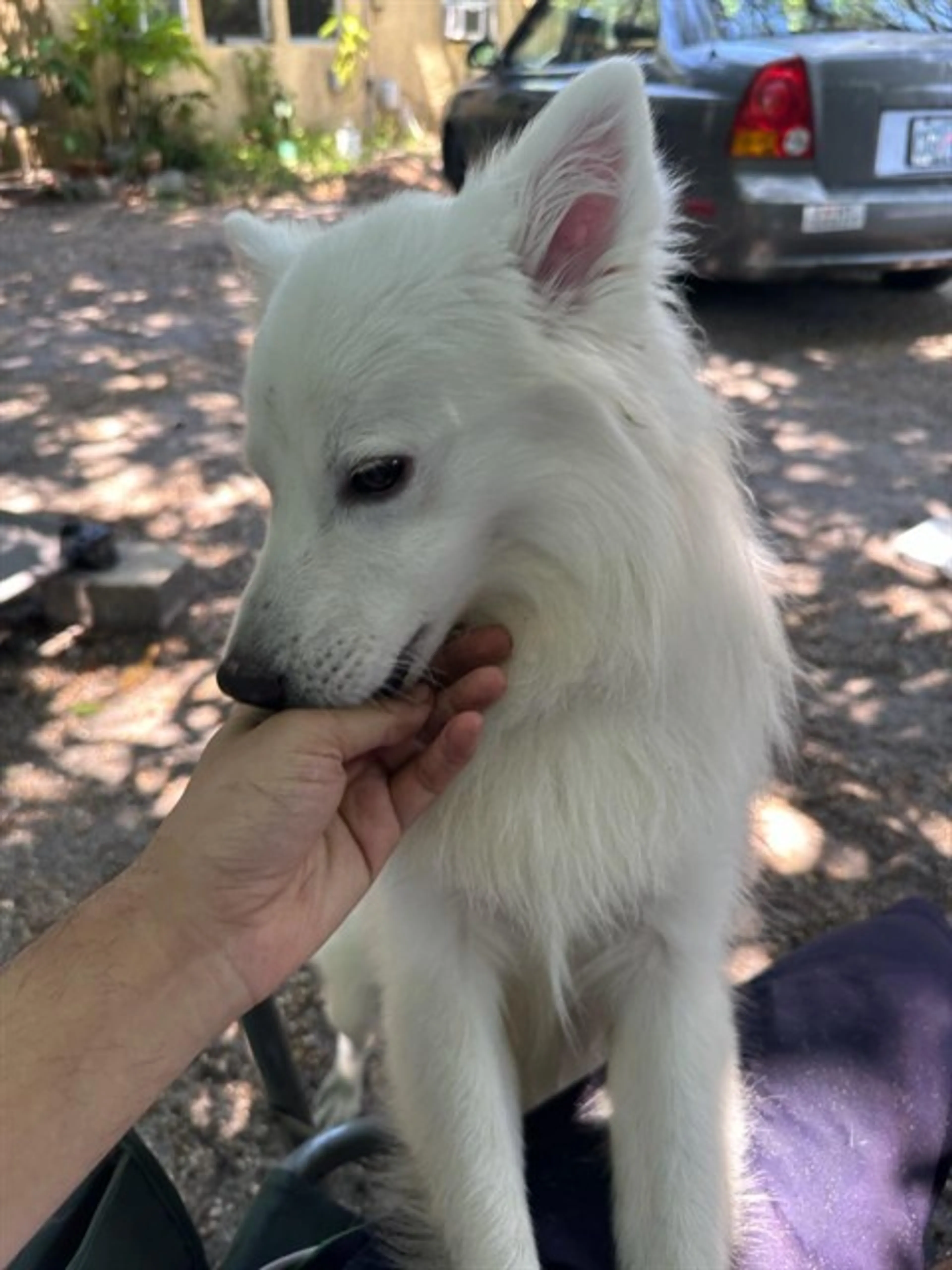 Found pet