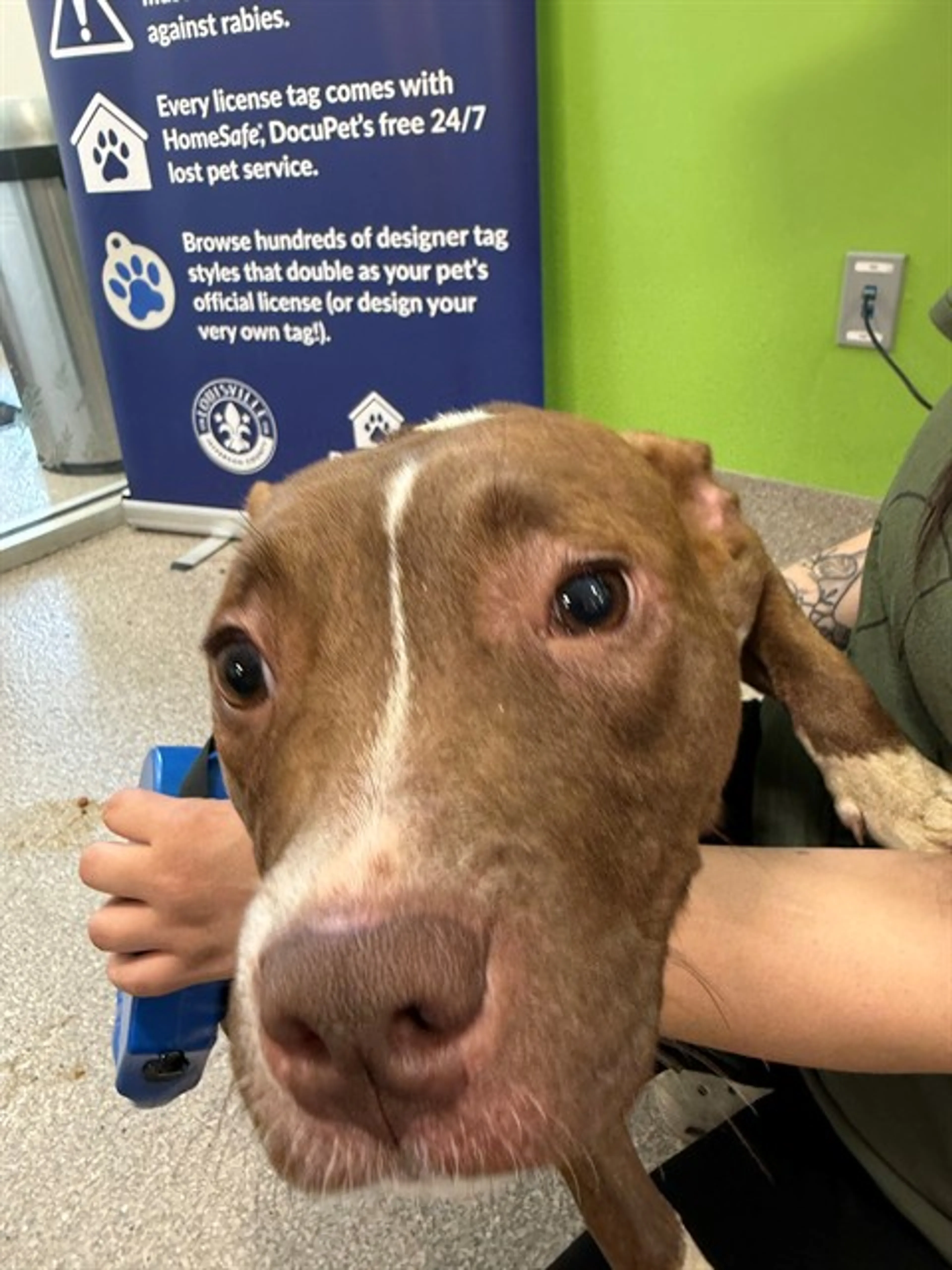 Found pet