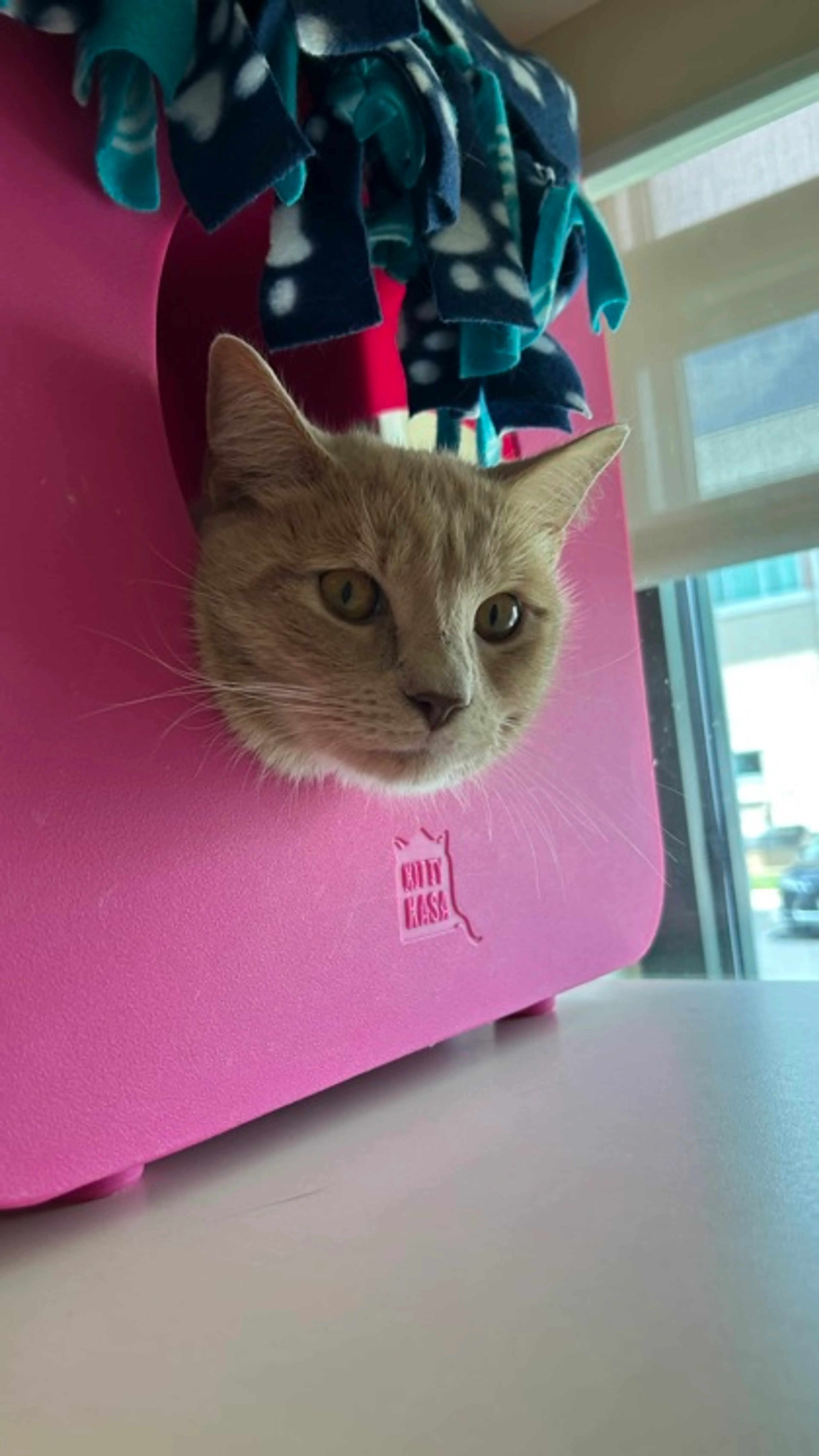 Found pet-0