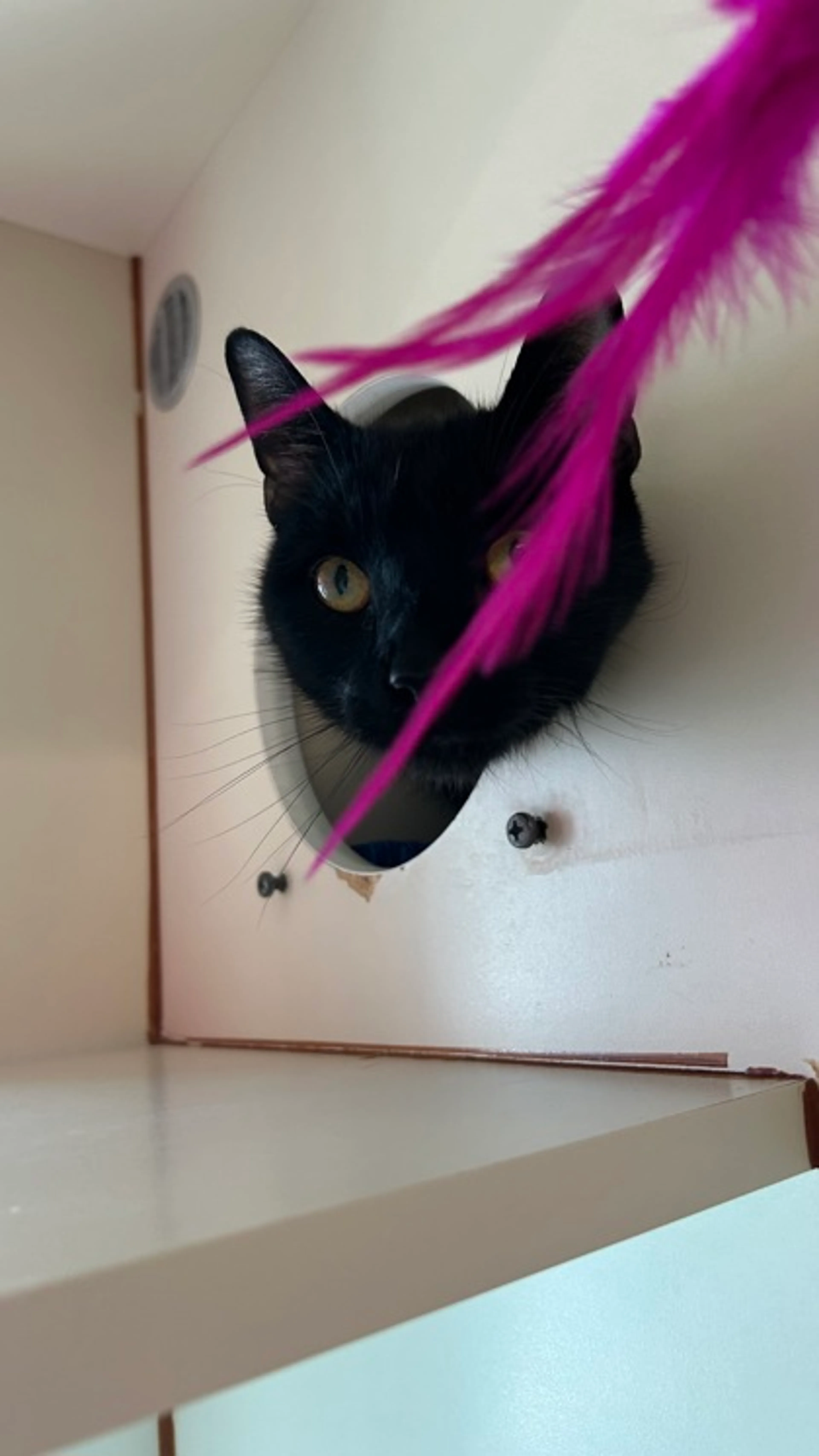 Found pet-0