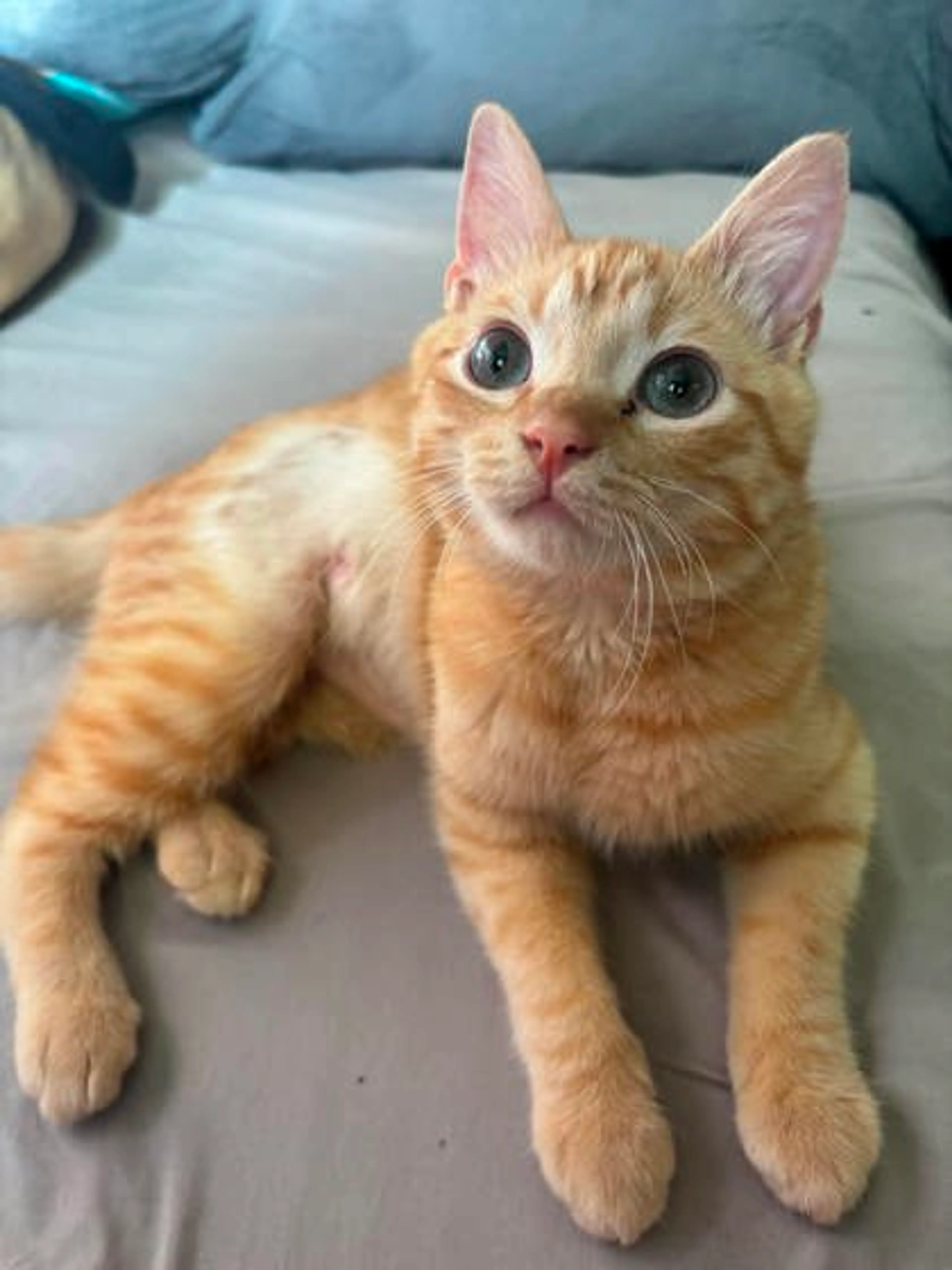 Found pet