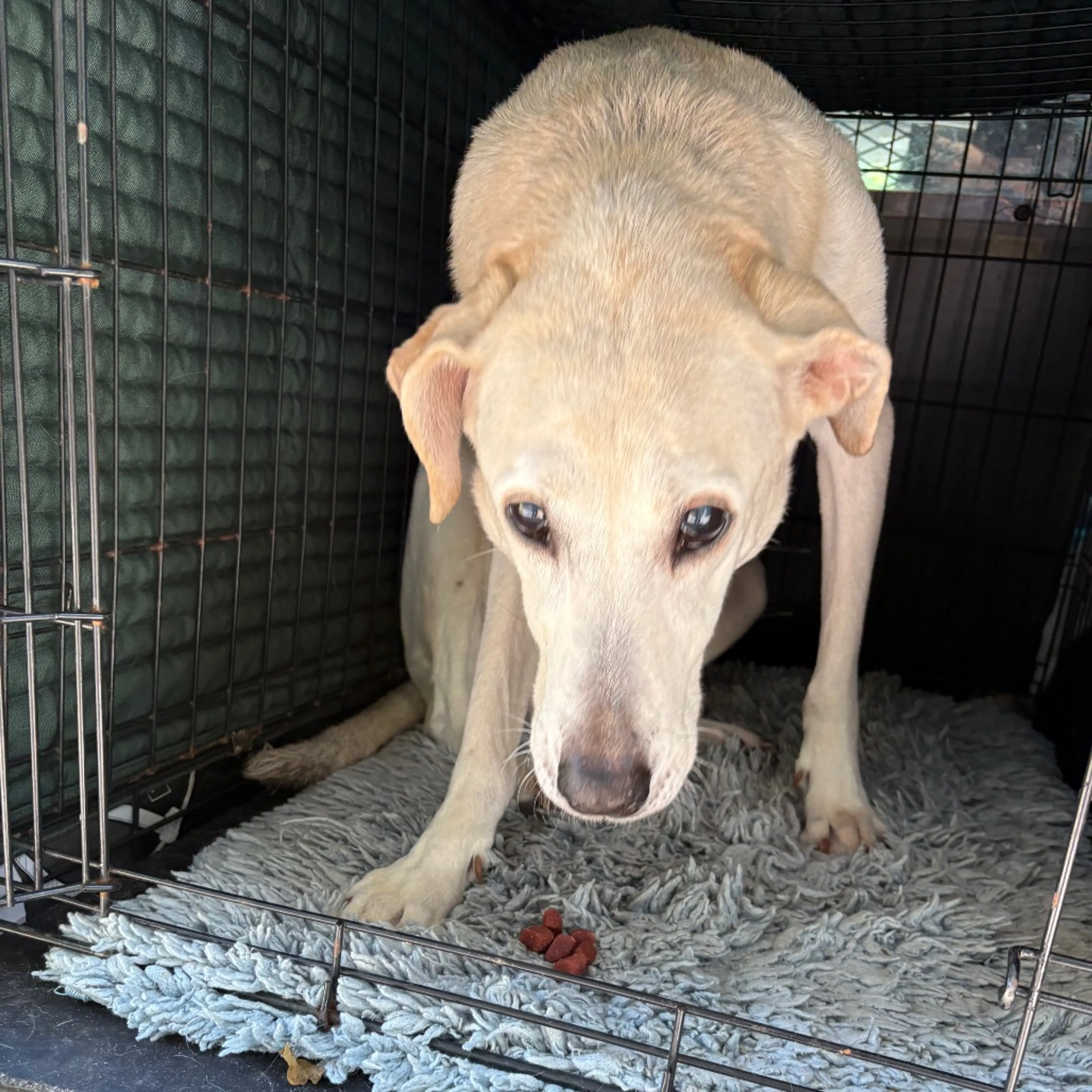 Found pet