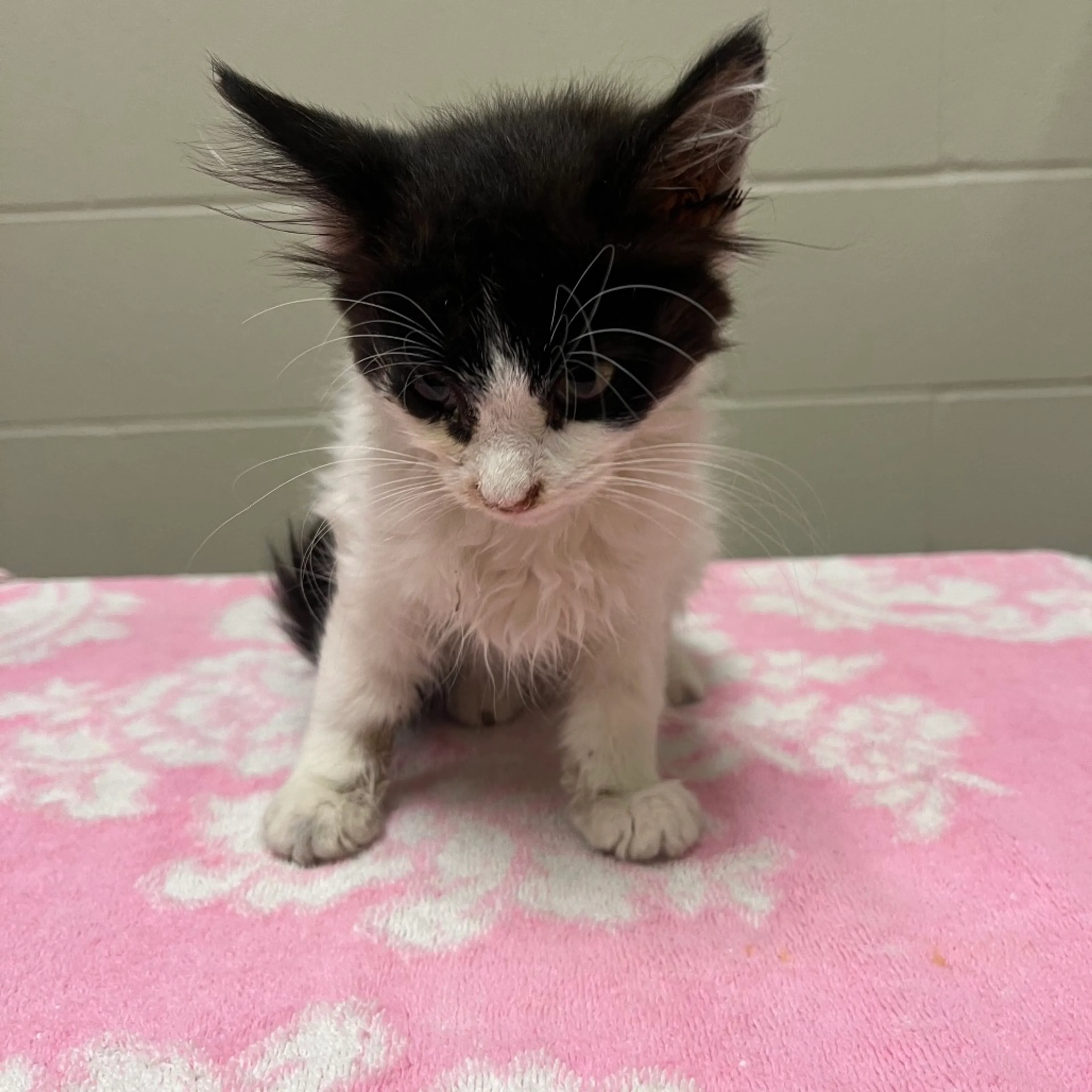Found pet