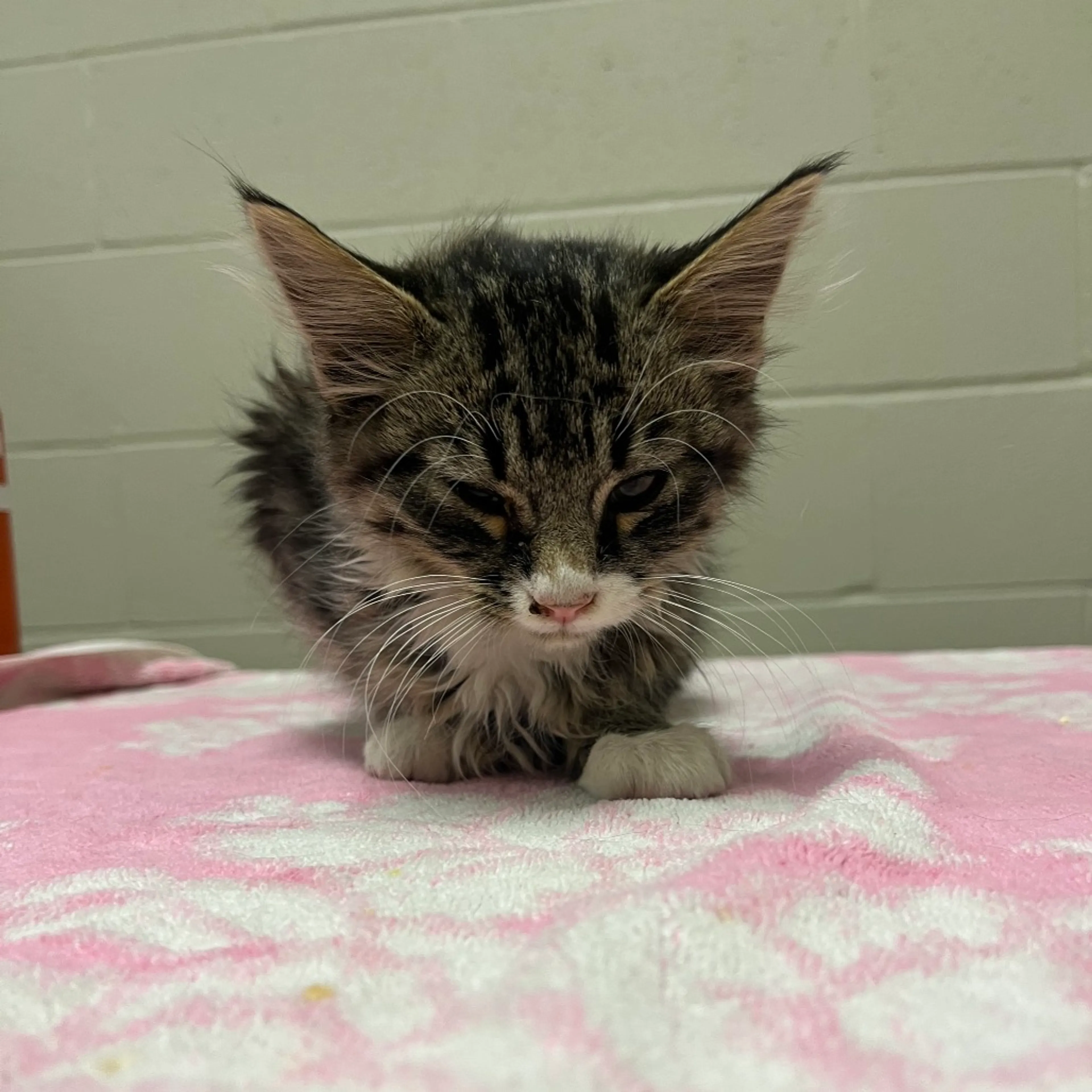 Found pet